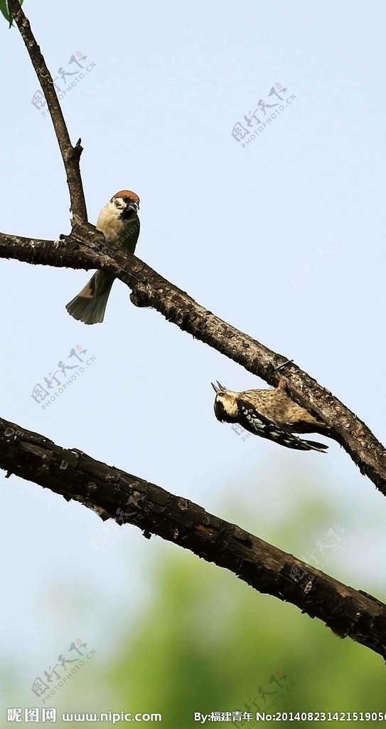 麻雀斗啄木鸟图片