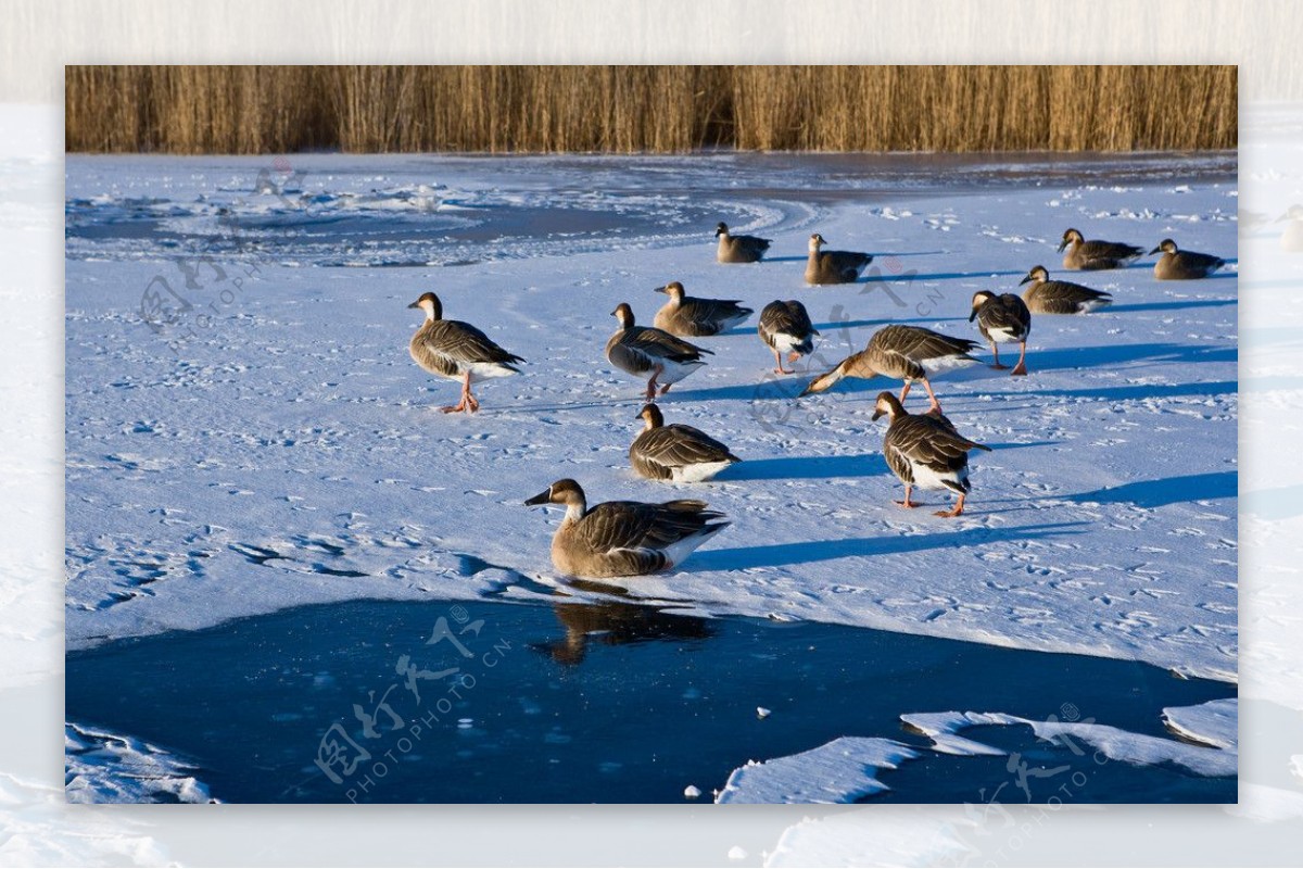 冰面上的雁阵图片