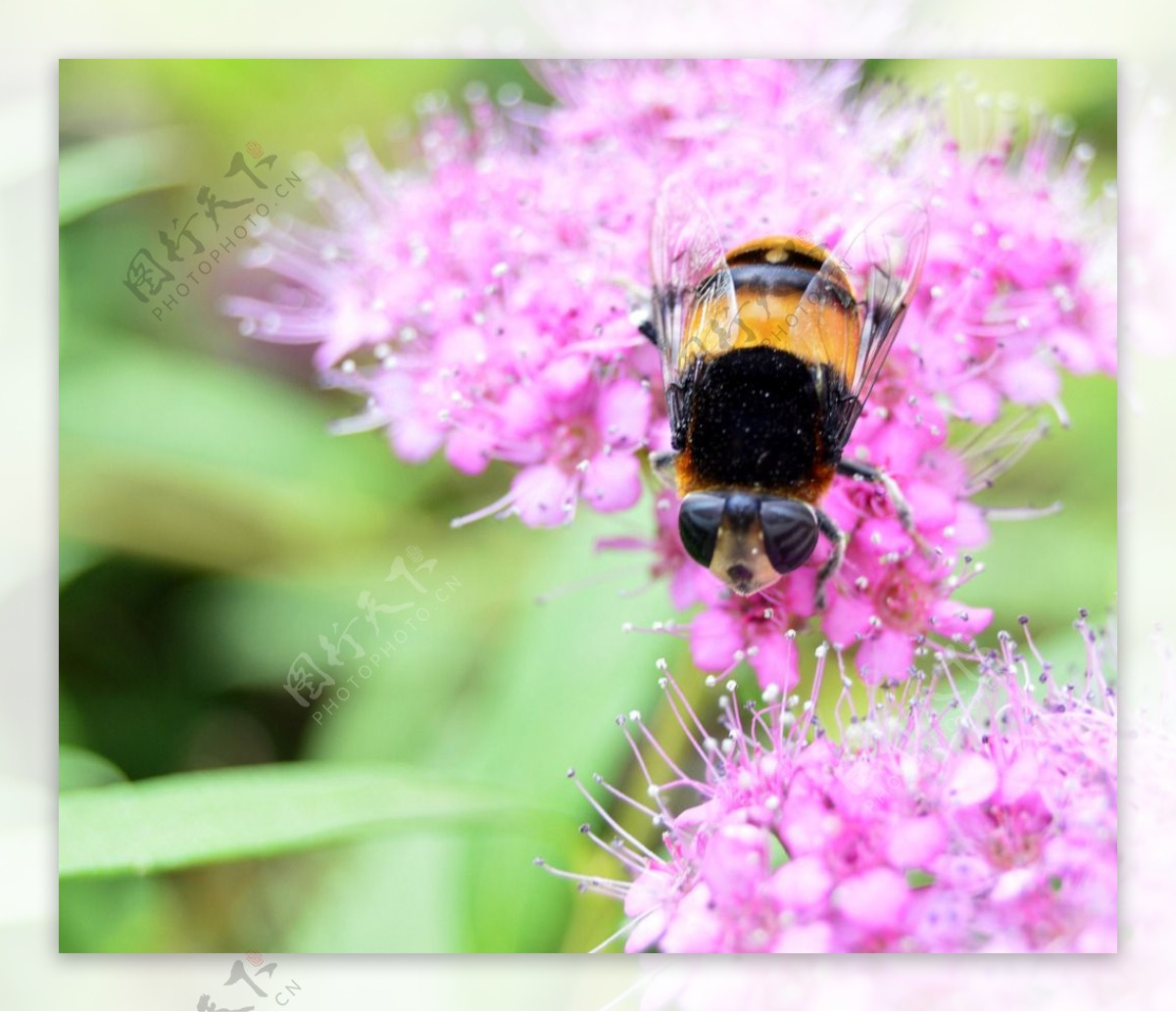 蜜蜂和花图片