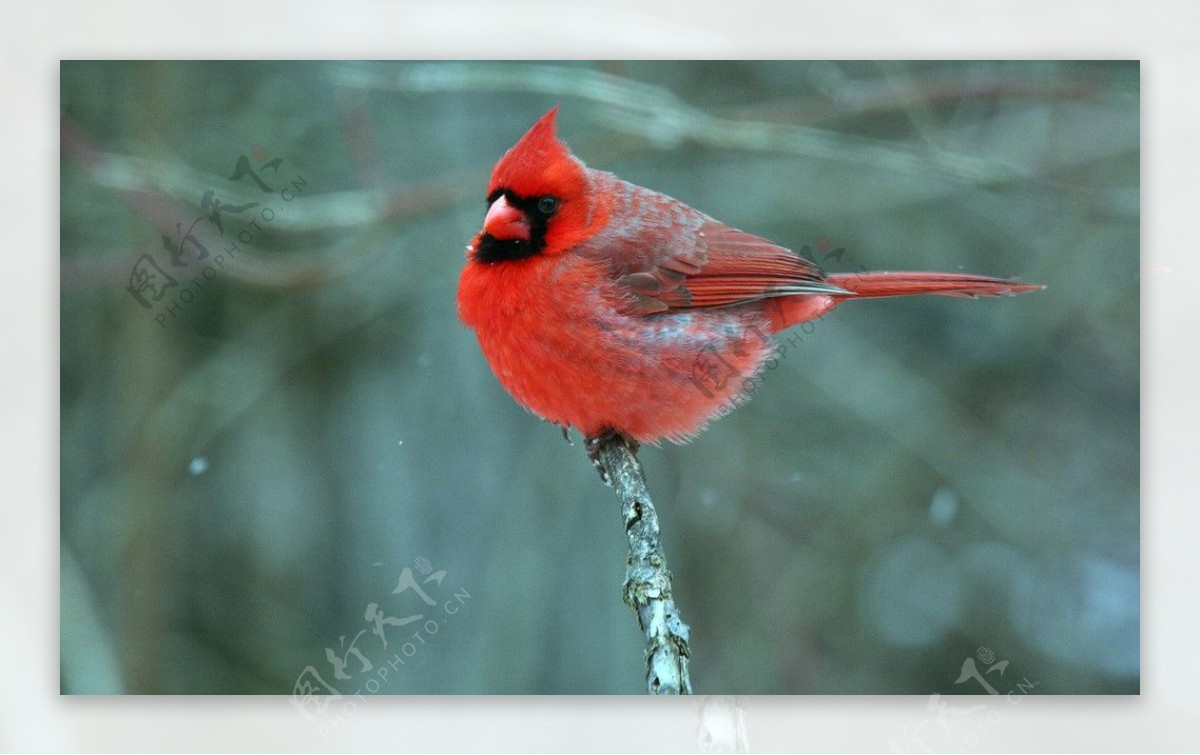 红衣主教鸟图片