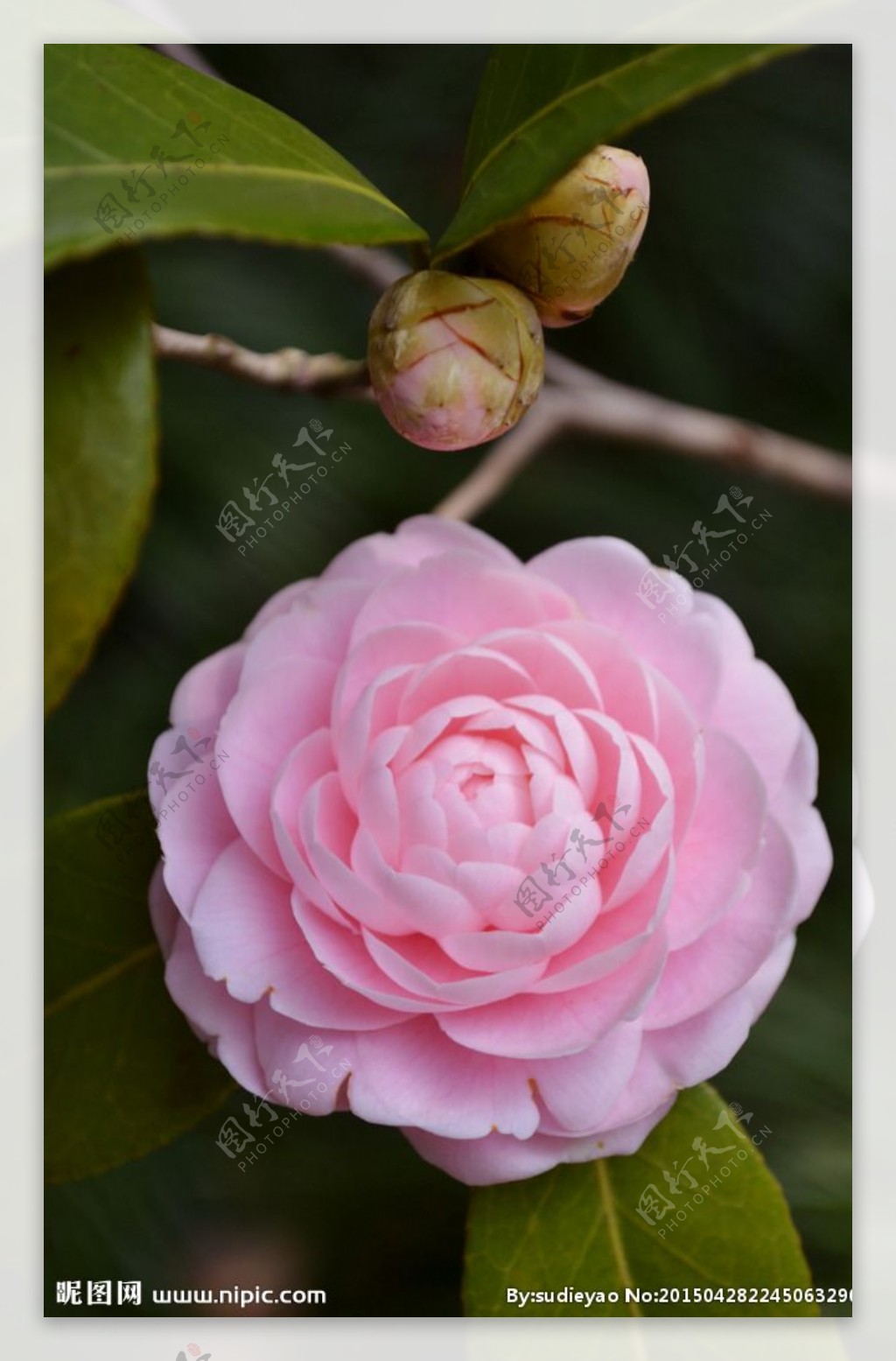 粉红色山茶花图片素材-编号16525517-图行天下