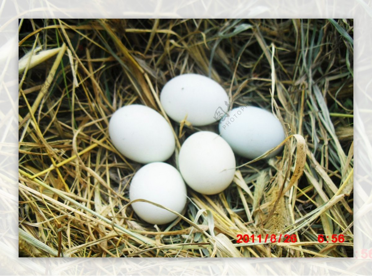 草地鸡蛋图片