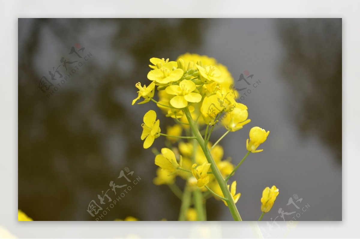 油菜花图片