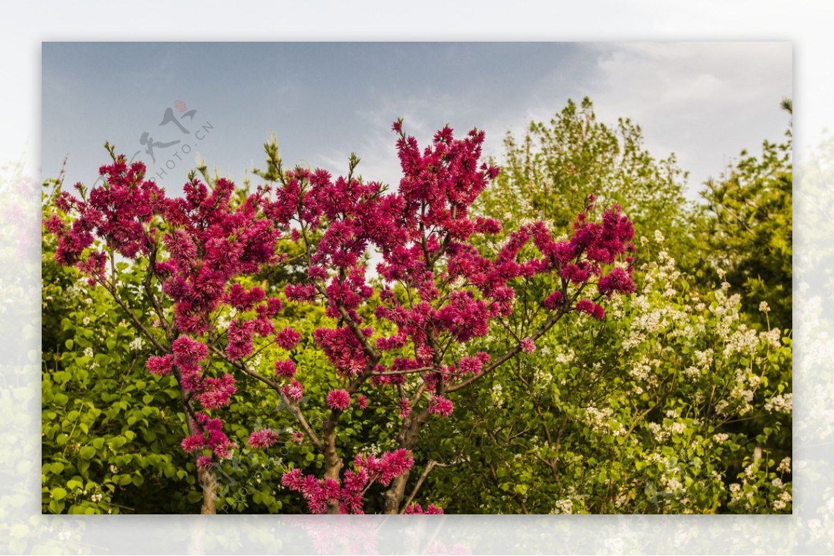 花林图片