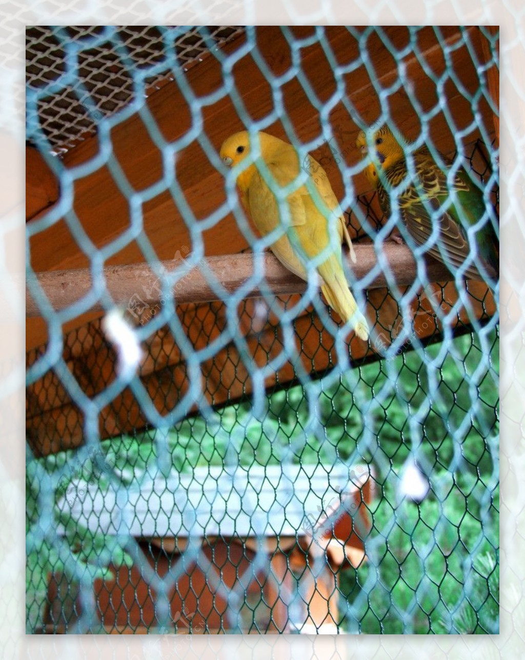动物园里笼子里鹦鹉图片