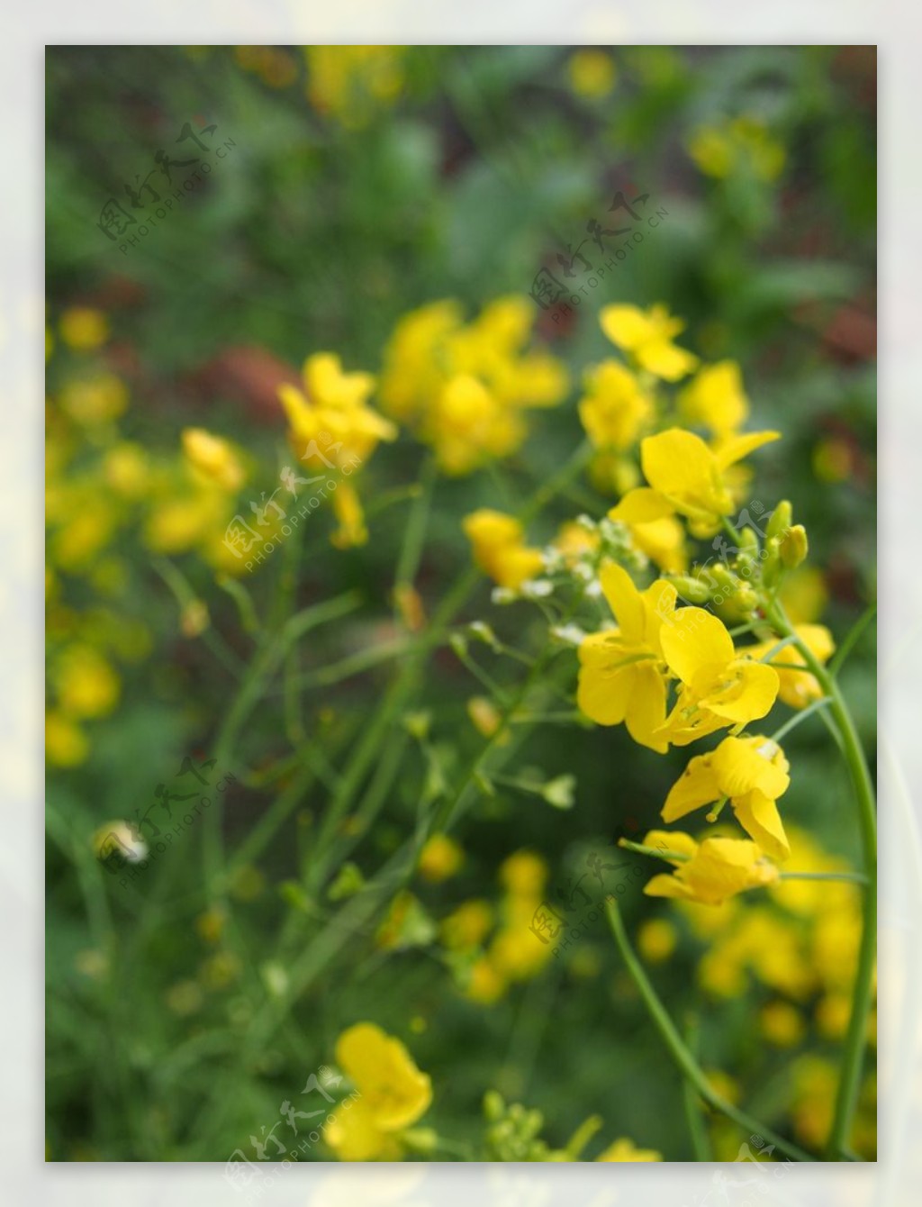 油菜花图片