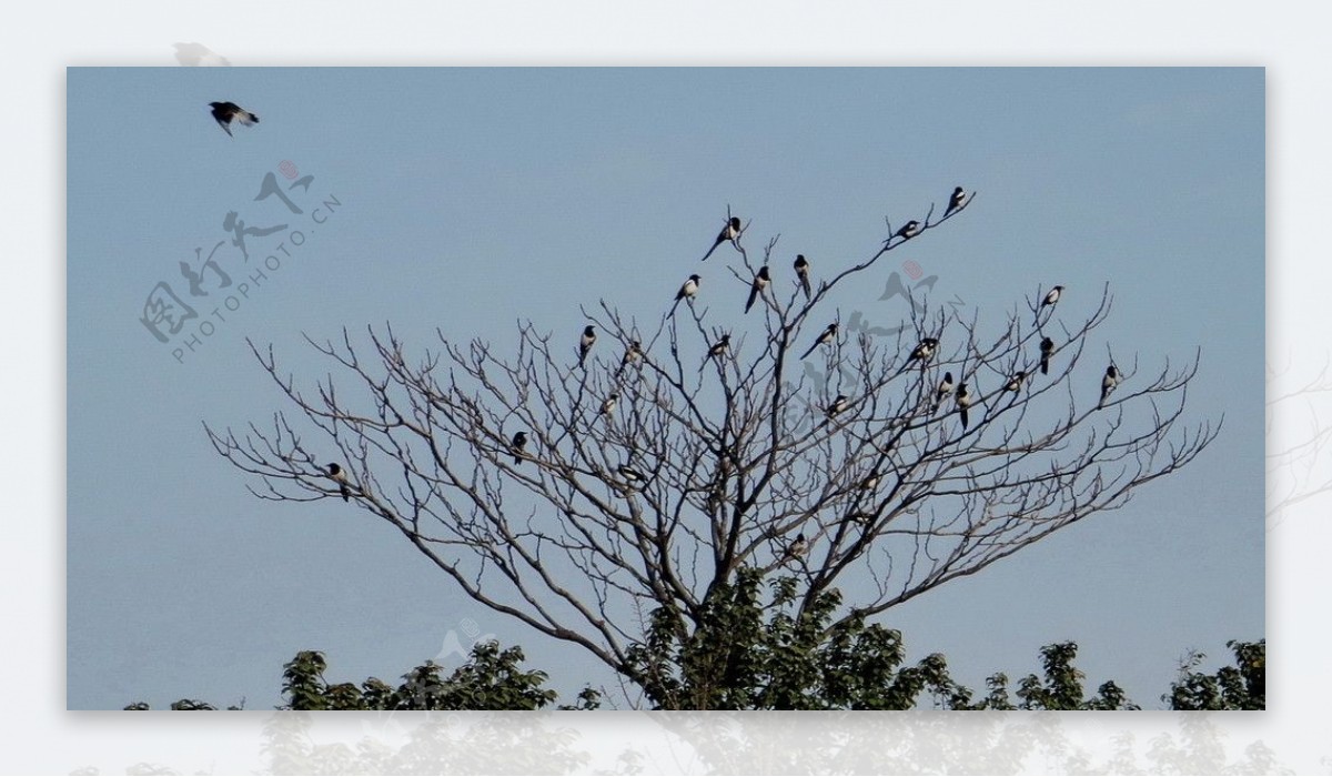 秋树上的群鸟图片