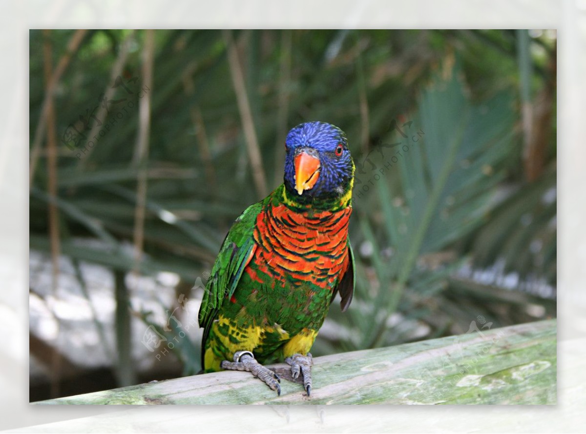 红领吸蜜鹦鹉图片_动物昆虫_自然风景-图行天下素材网