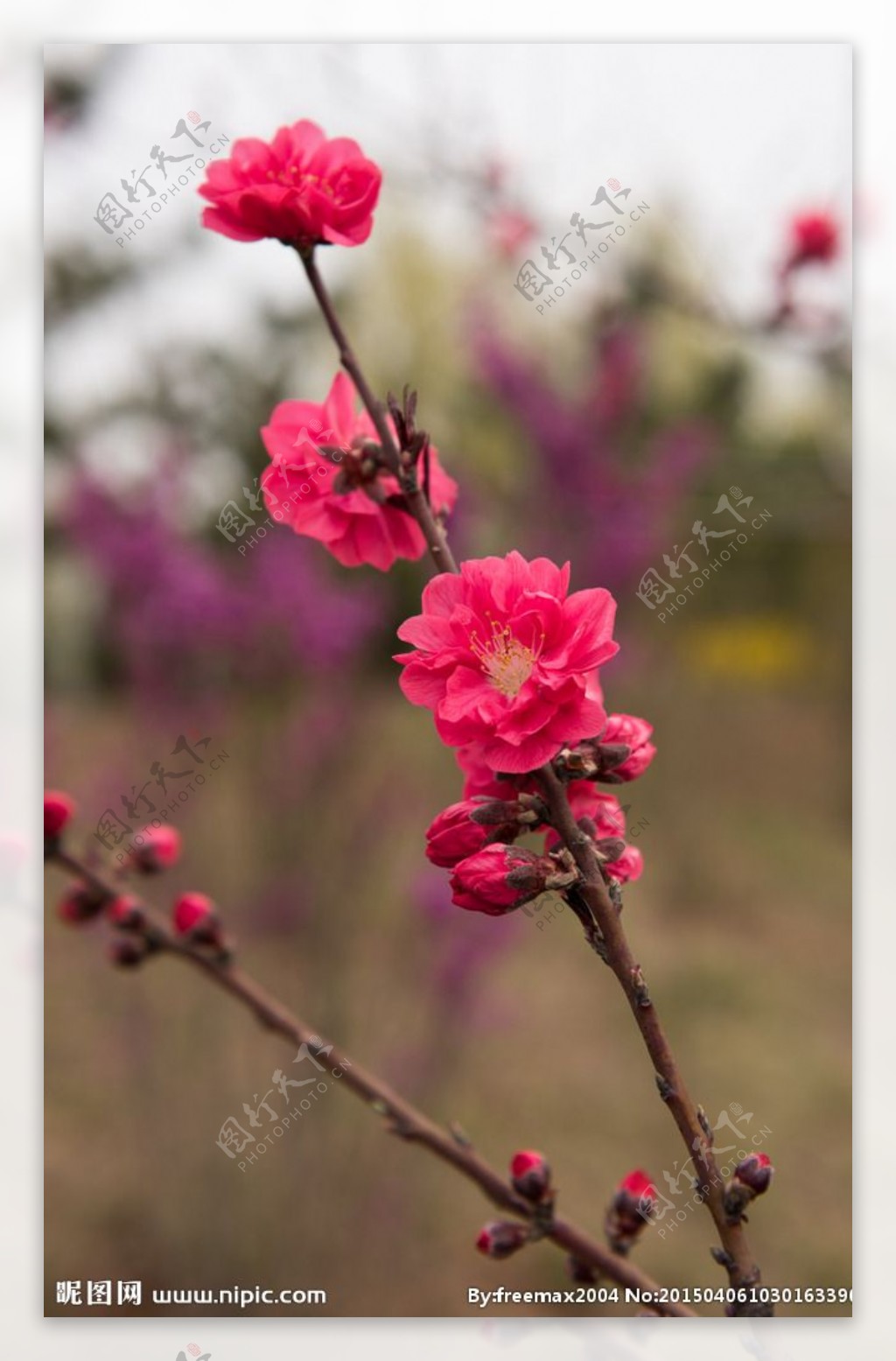 一枝红花图片