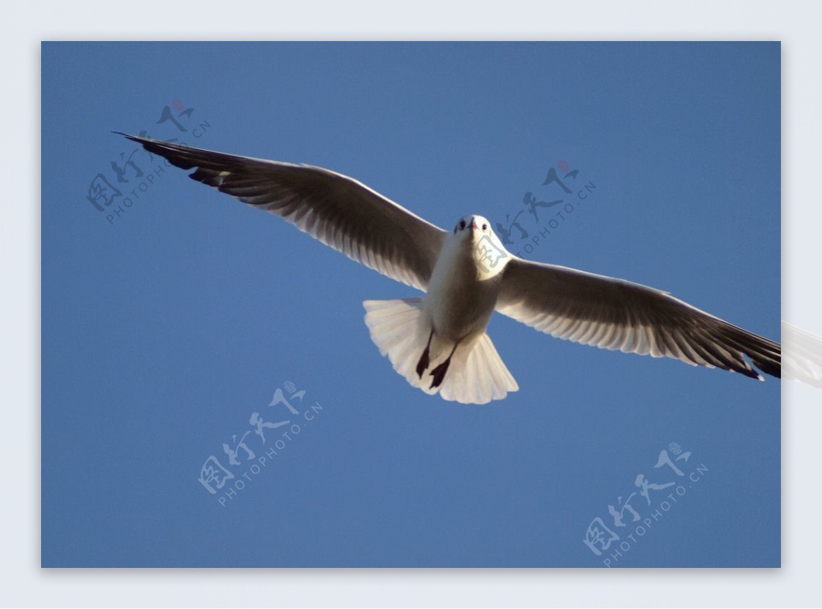 飞翔的白头鹰图片