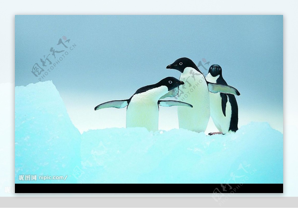 情侣企鹅图片