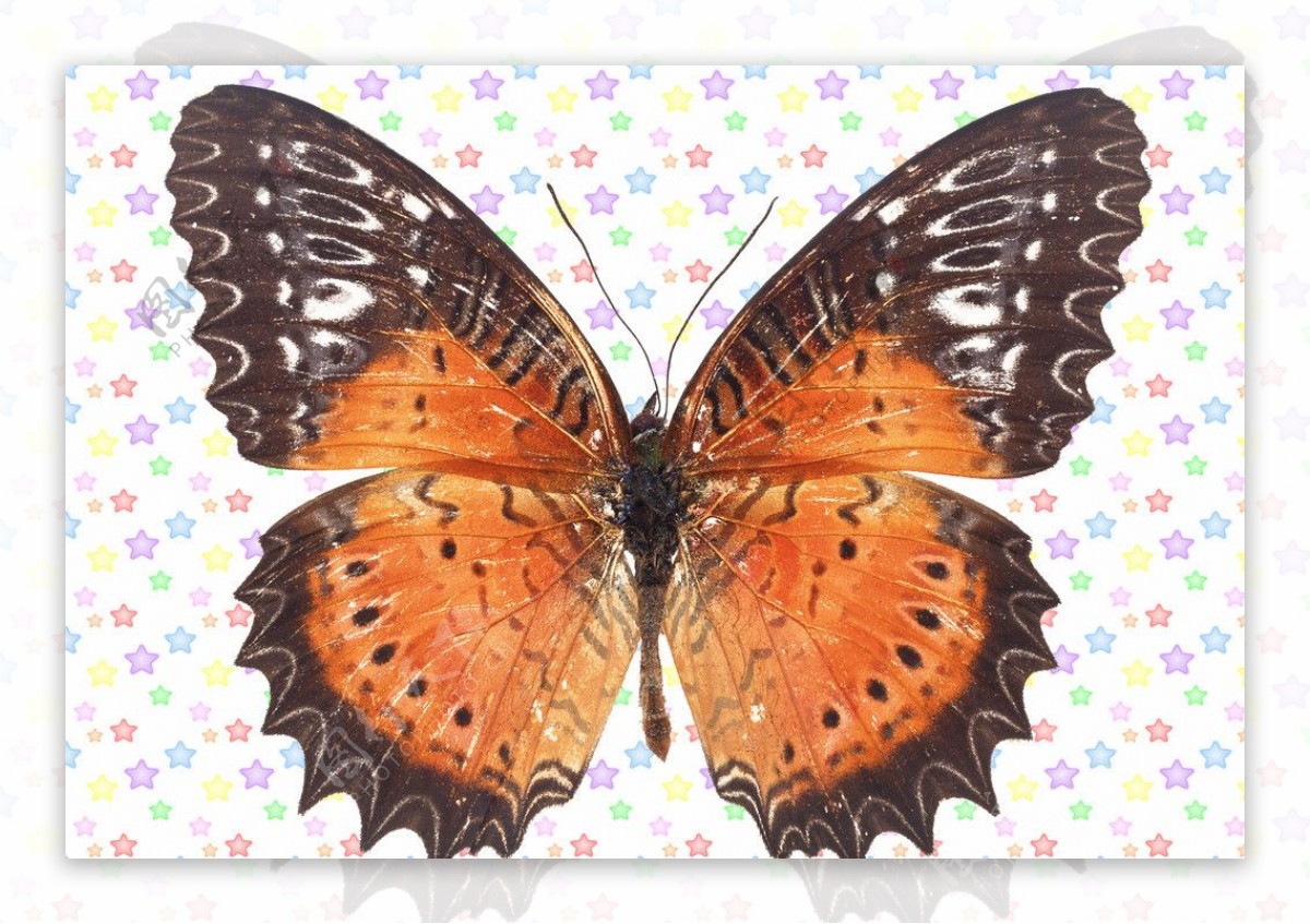 褐色黑边纹蝴蝶图片