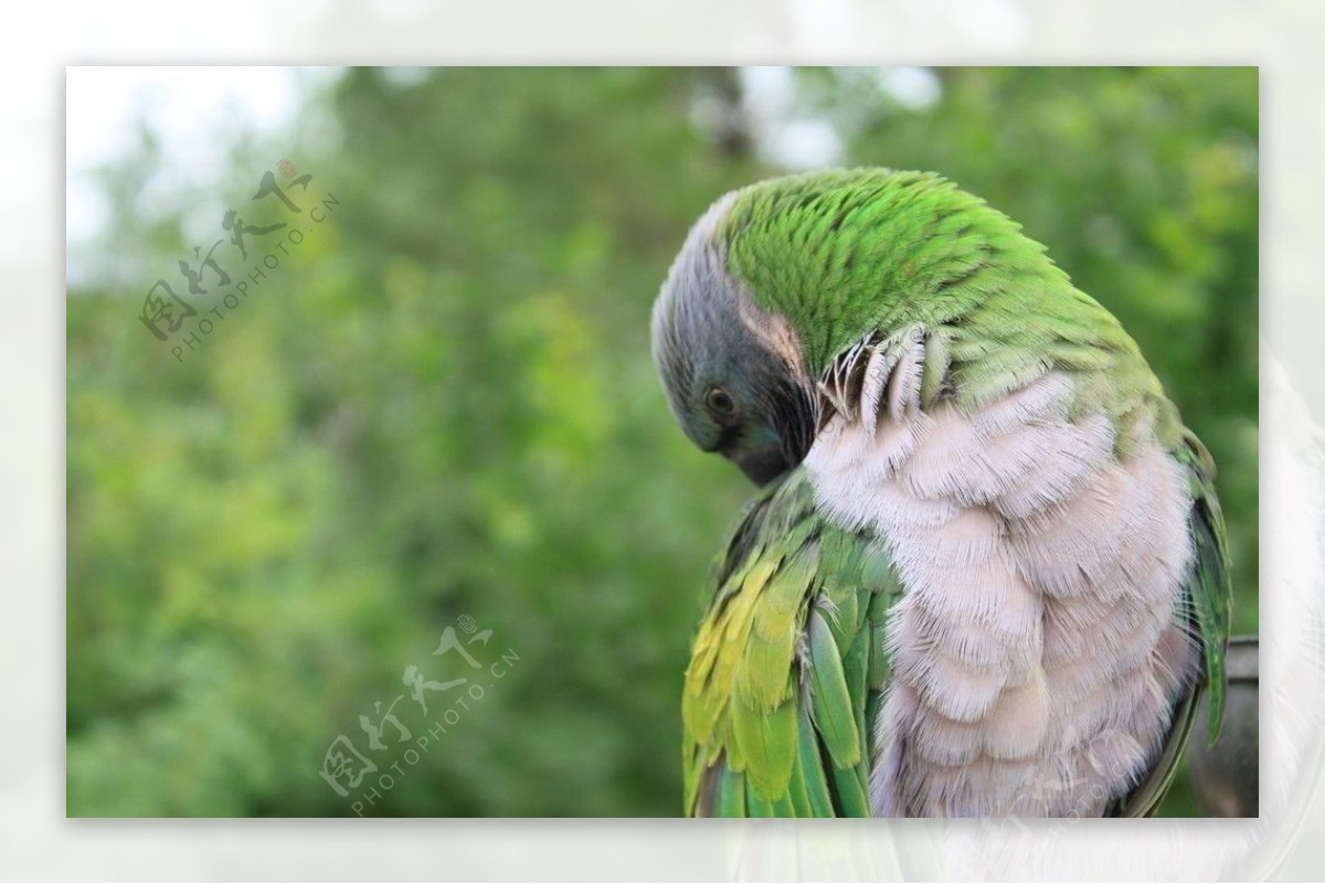 绿色精灵鹦鹉图片