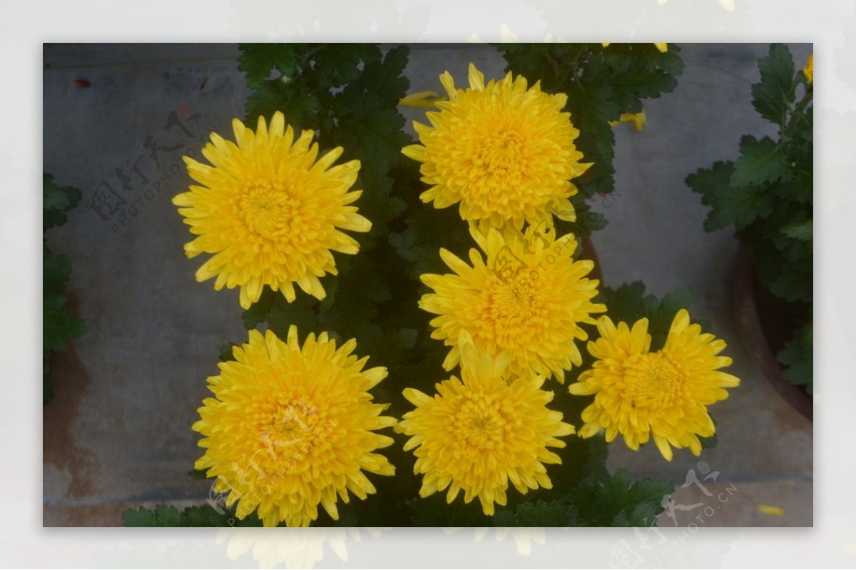 六朵金花图片