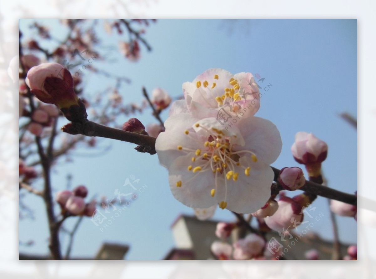 杏花图片_春季的杏花图片大全 - 花卉网