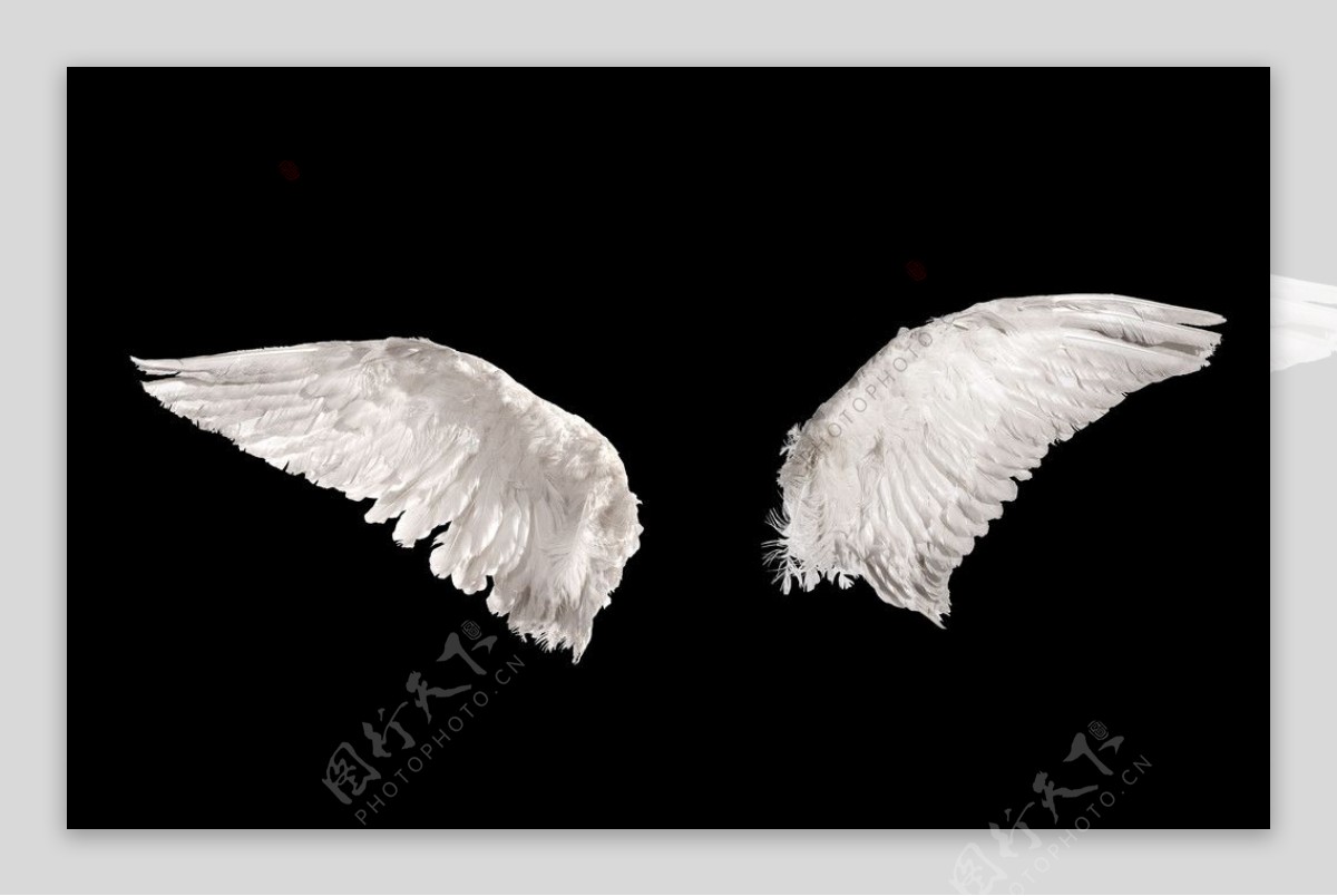鸟类翅膀翅膀照片天使之翼图片