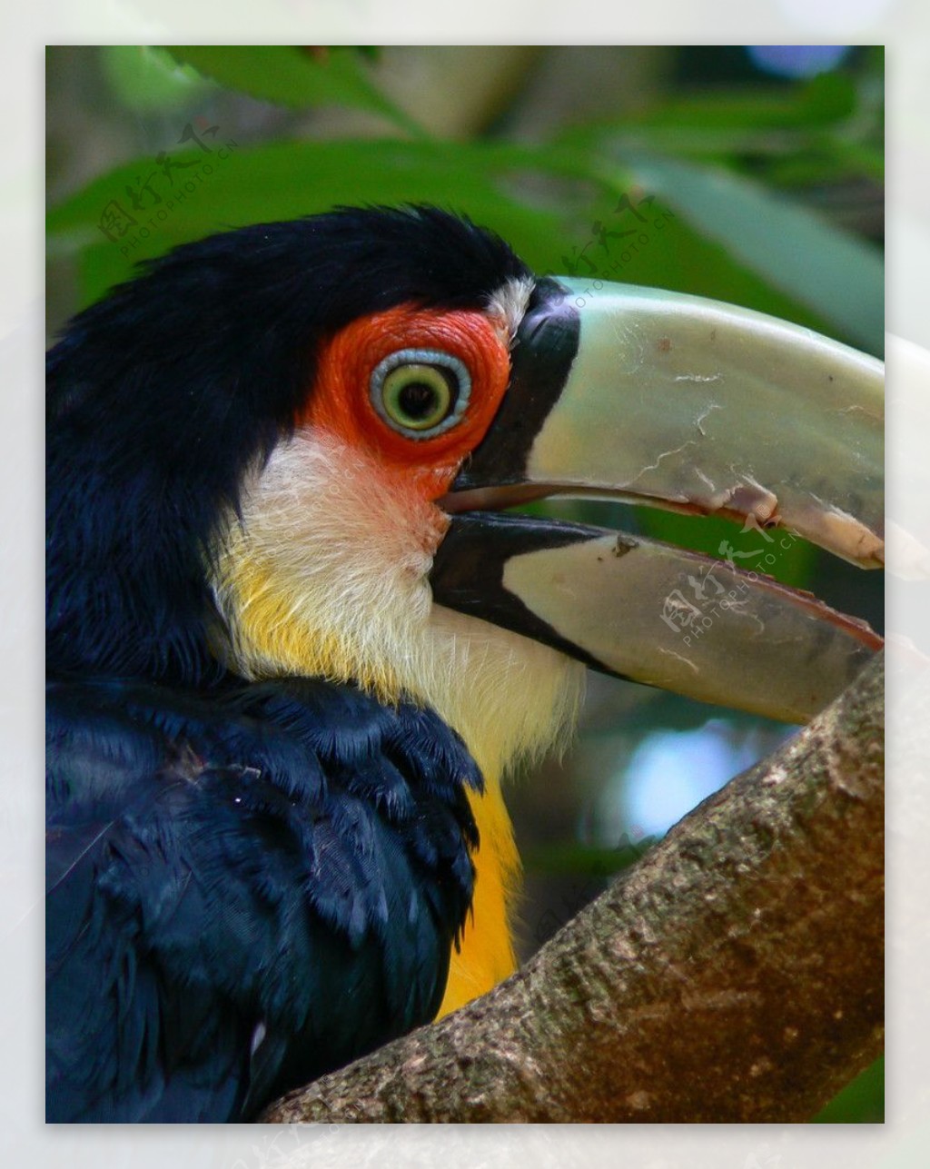 红胸巨嘴鸟图片