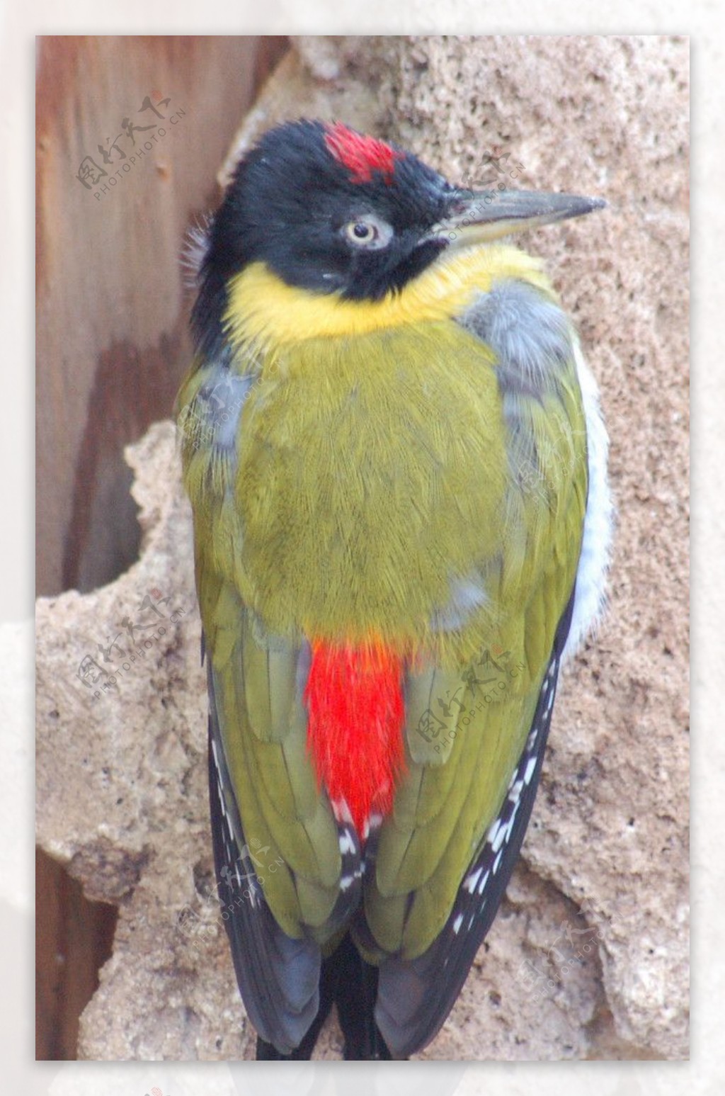 红腰绿啄木鸟图片