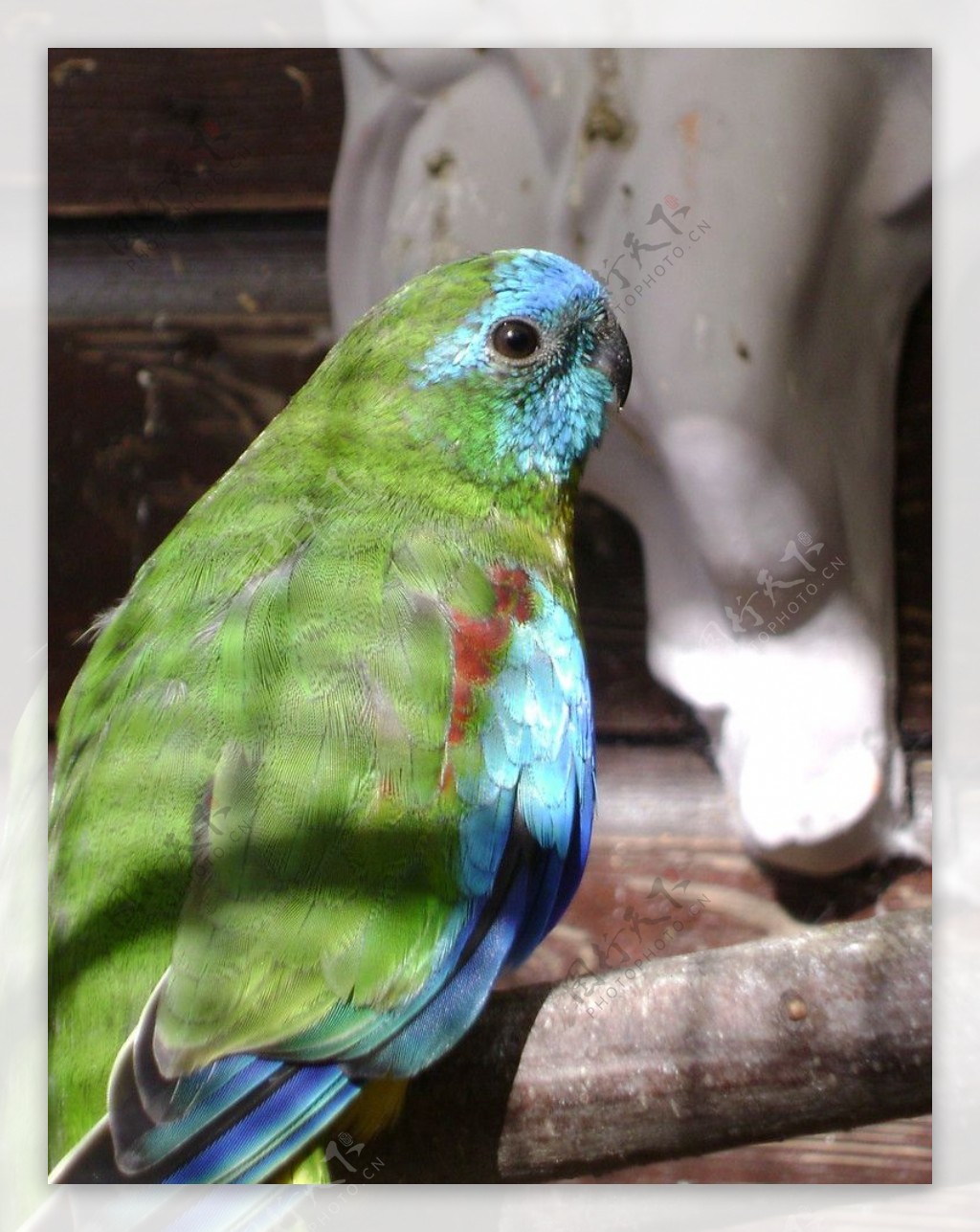 绿宝石鹦鹉图片