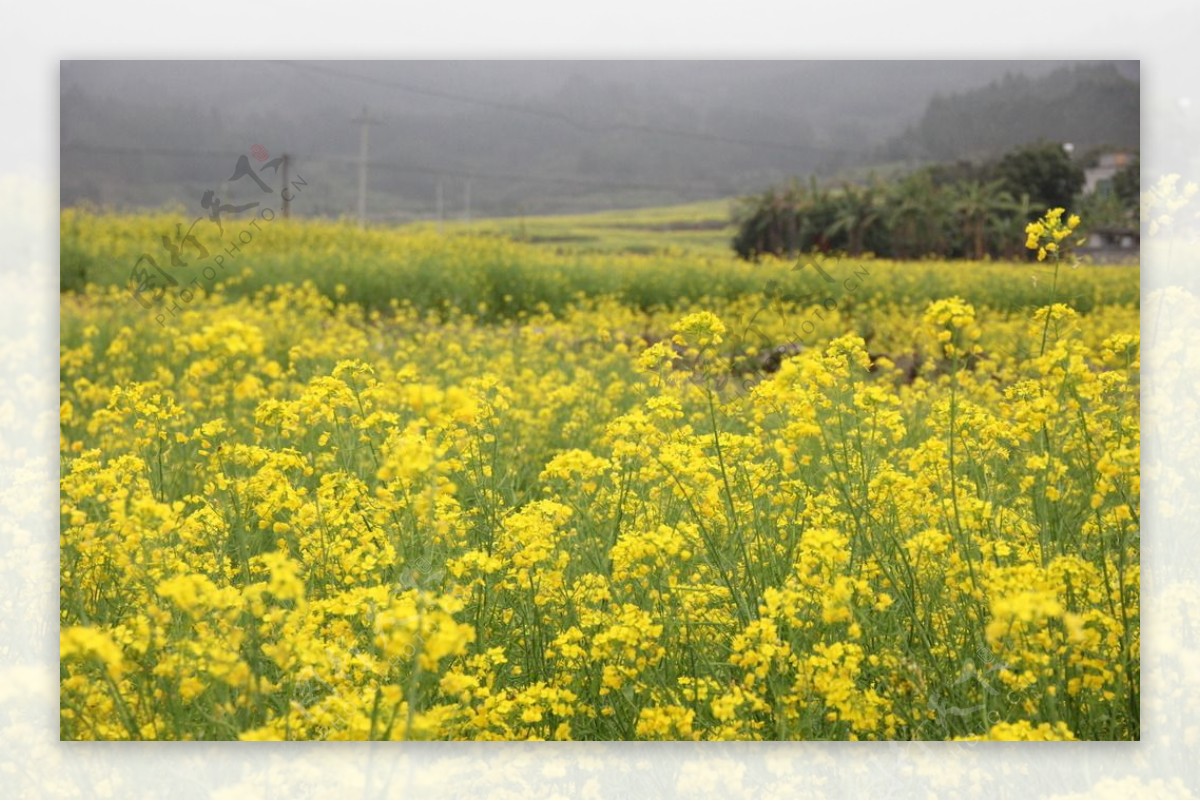 山重油菜花图片