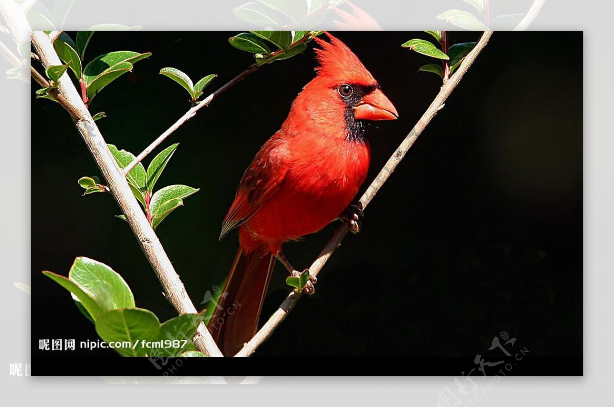 北美主红雀红色小鸟图片