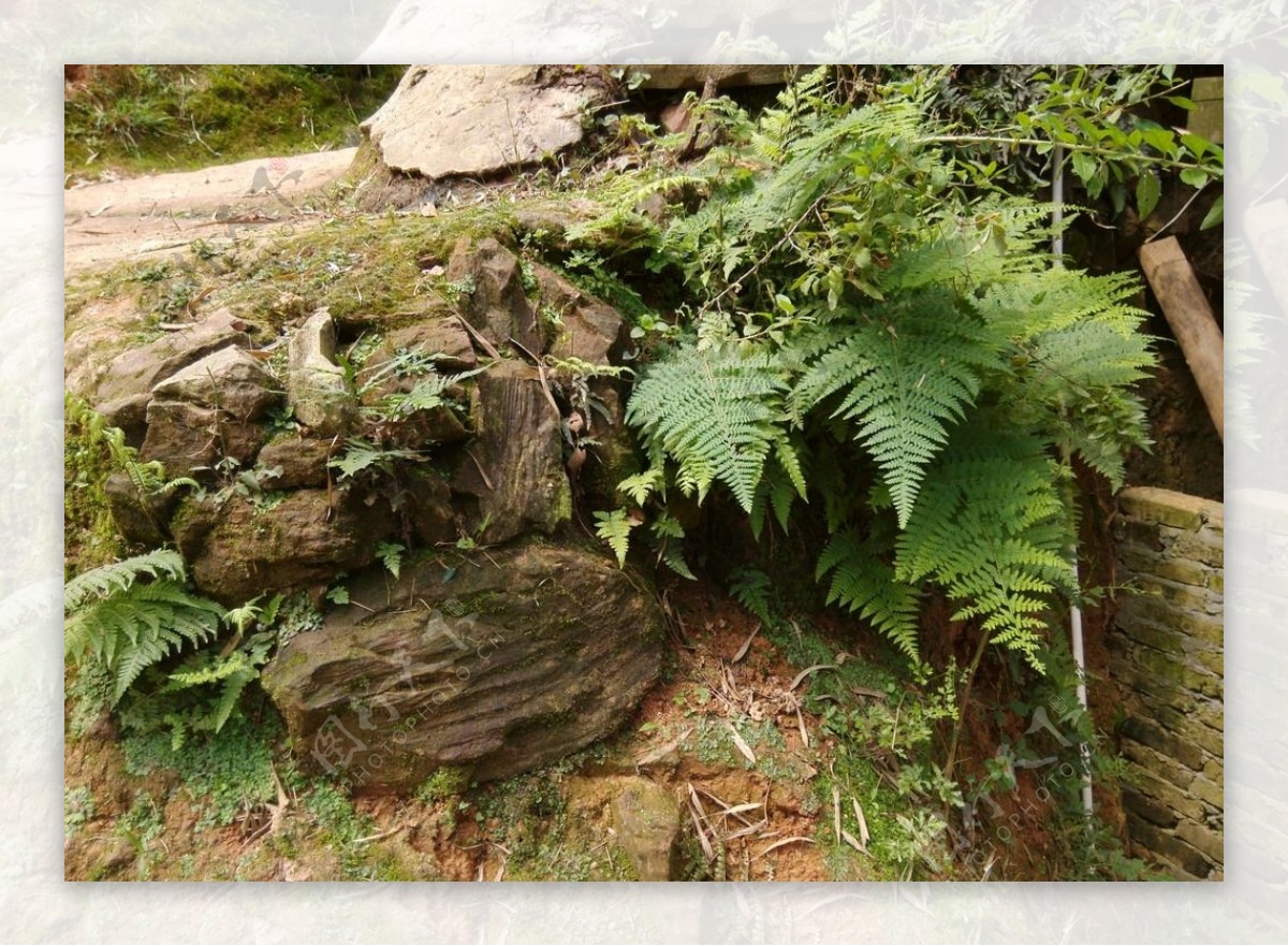 植物蕨类绿色植物图片