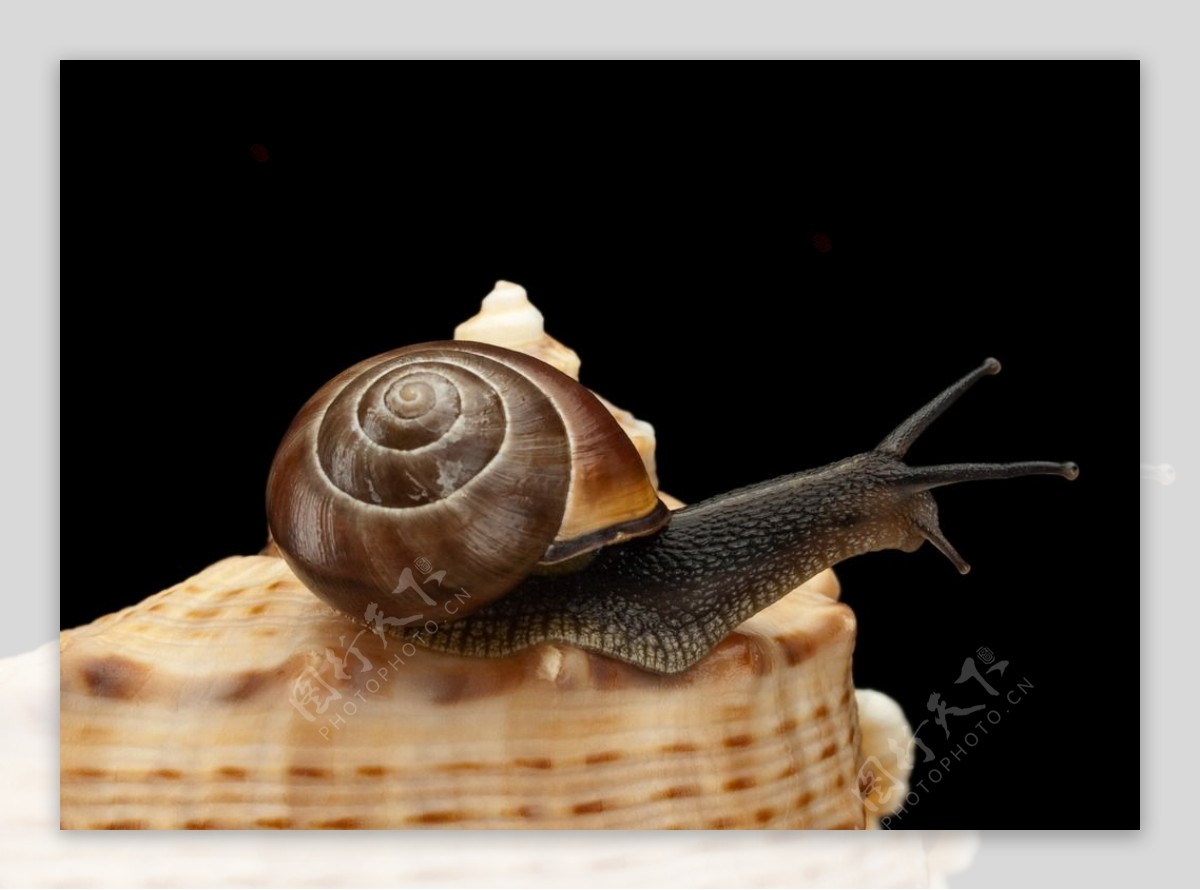 蜗牛图片素材