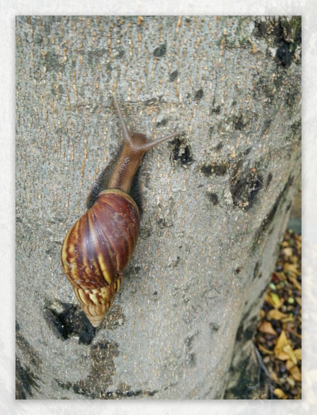 大蜗牛树干图片