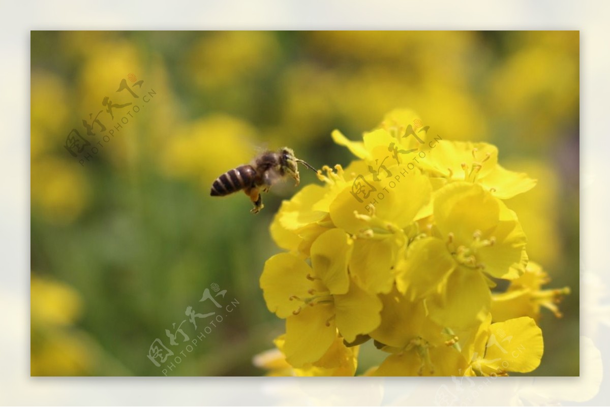 蜜蜂采密图片