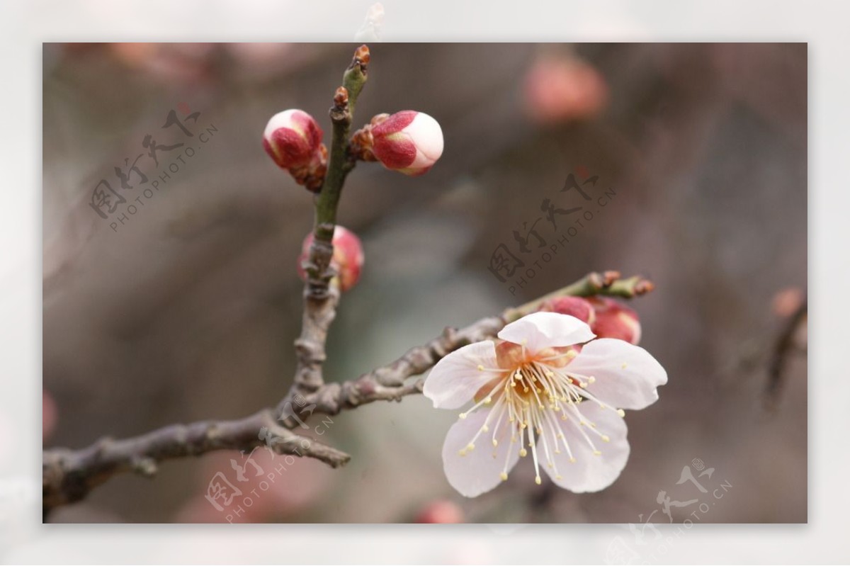 垂梅花图片