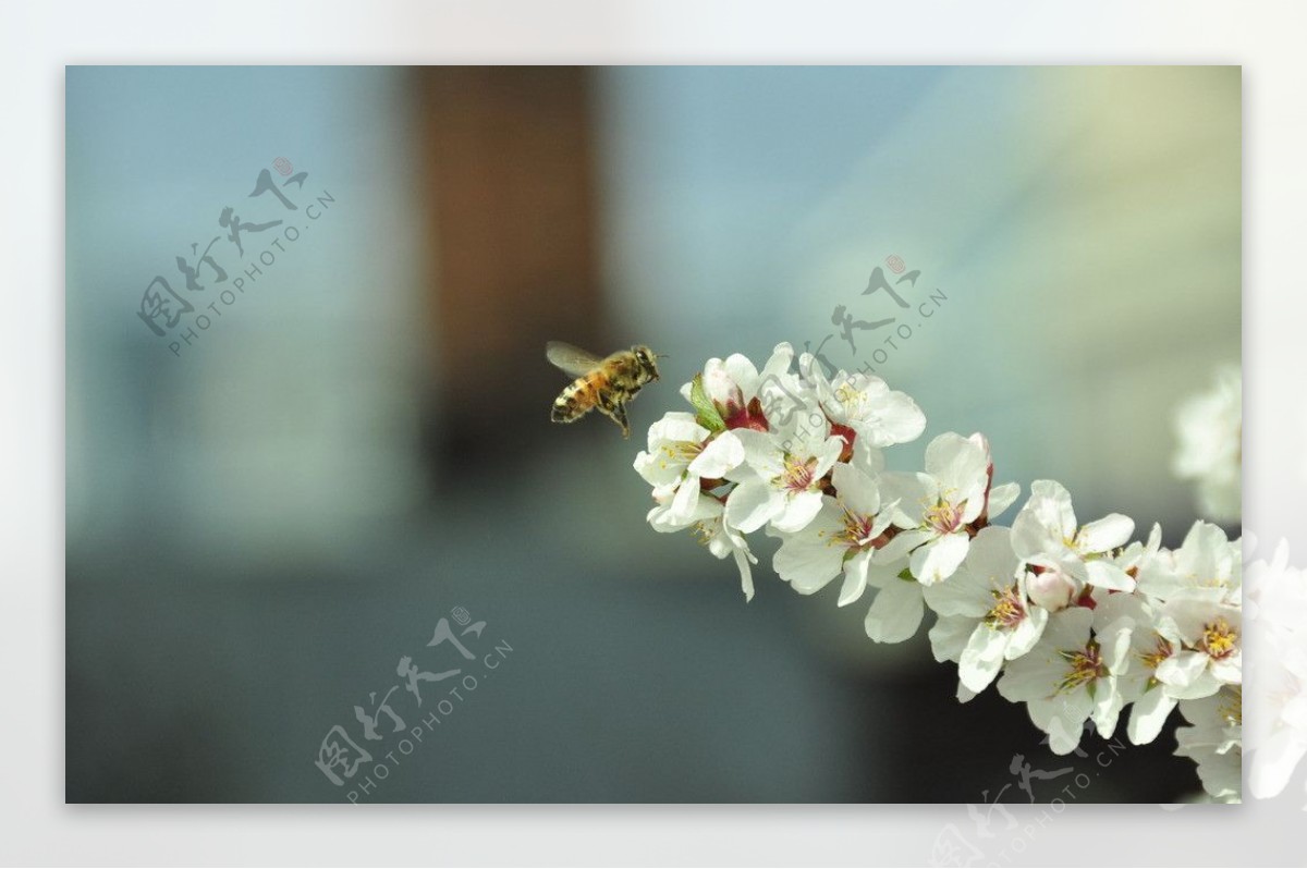 蜂恋蜜图片