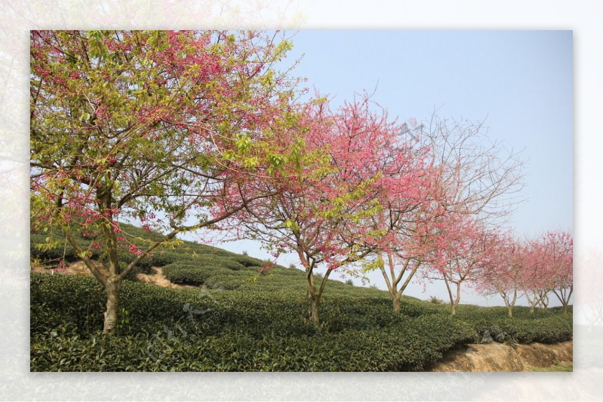 永福樱花图片