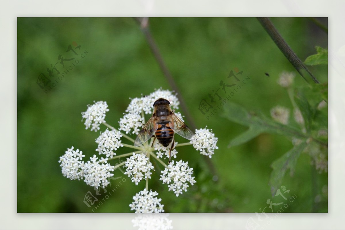 【8月20日】勤劳的小蜜蜂-摄影365计划小组-好知网