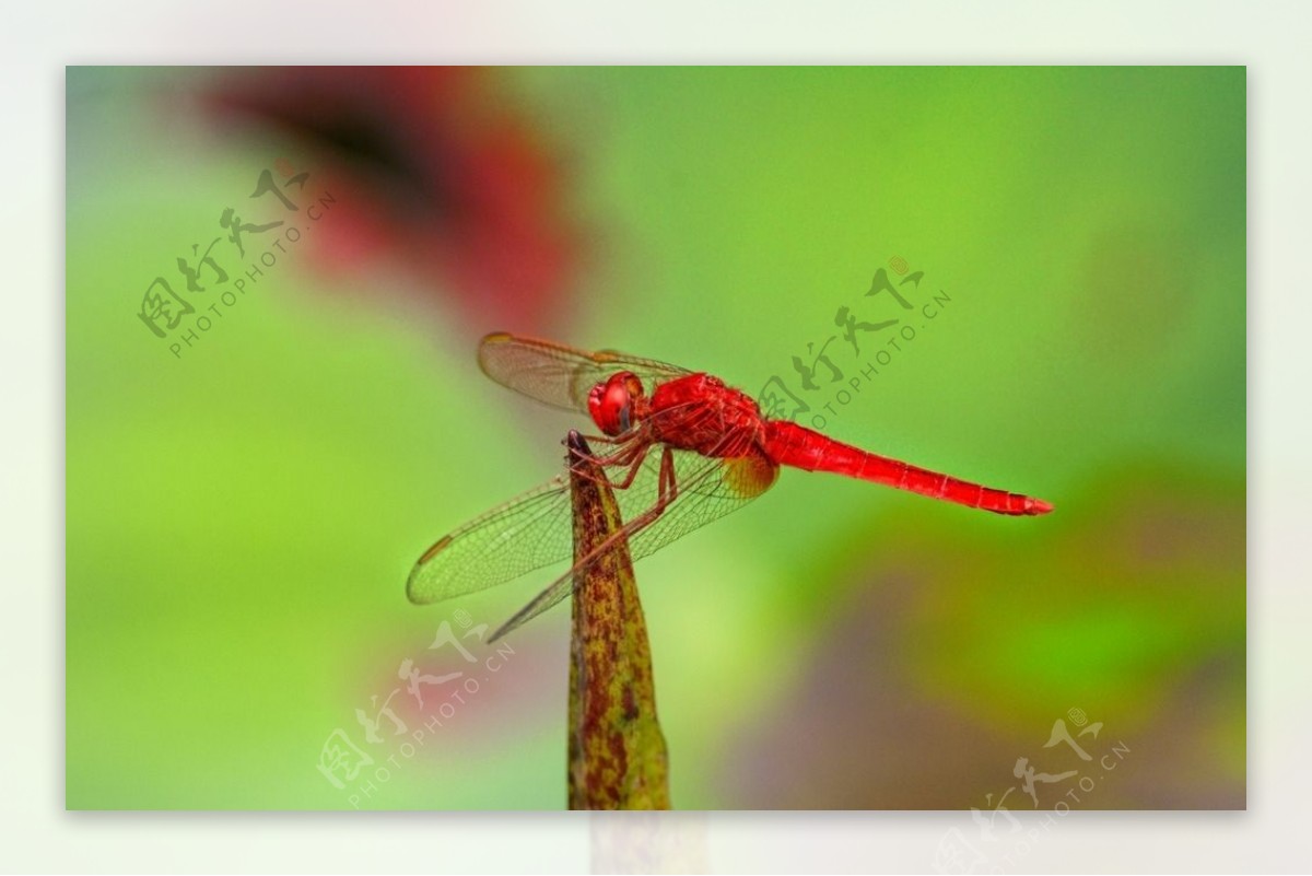 红蜻图片