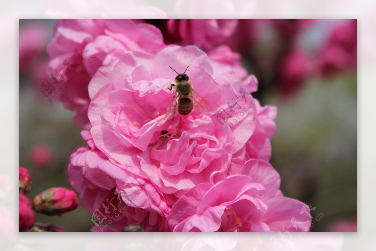 摄影蜜蜂花朵图片