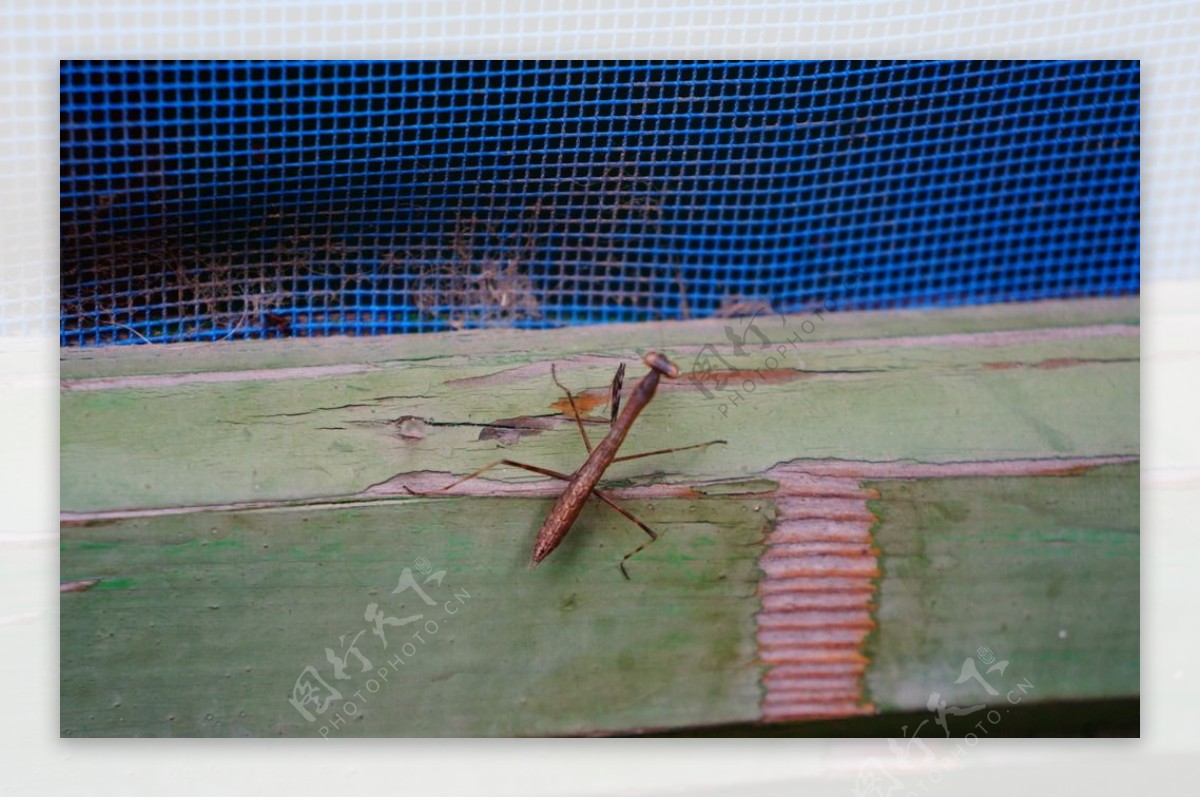 攀岩高手褐色小螳螂图片