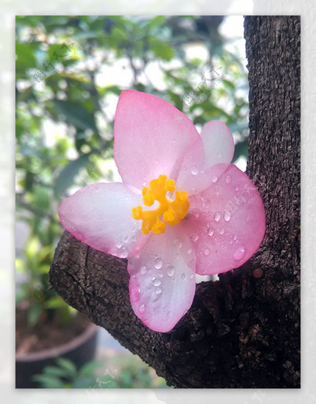 竹节海棠花图片