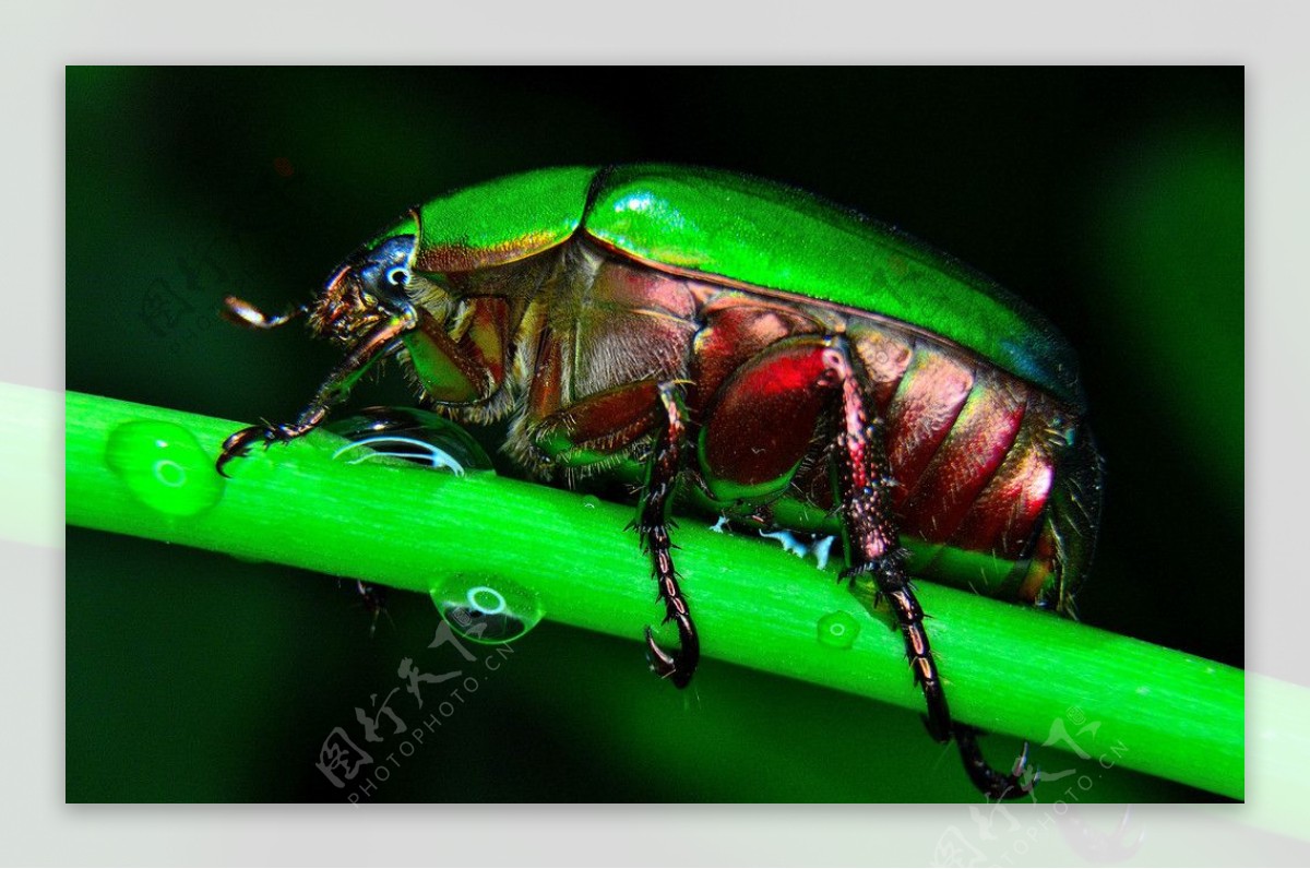 有关oryctes nasicornis, 甲壳虫, 甲蟲的免费素材图片