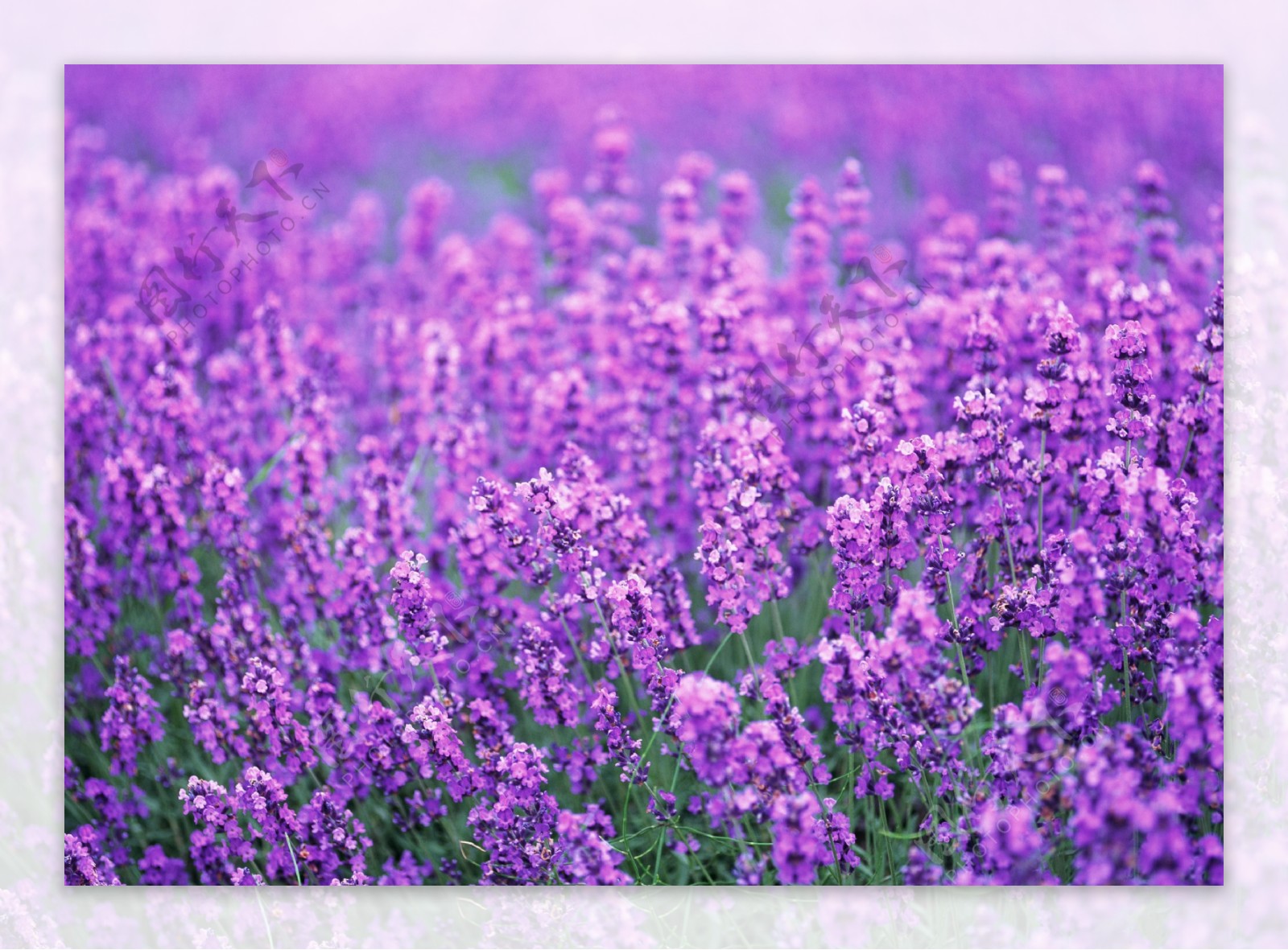 紫色薰衣草海报背景图片