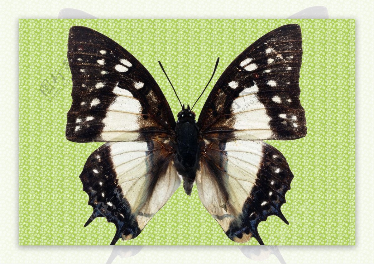 黑白星斑蝶图片