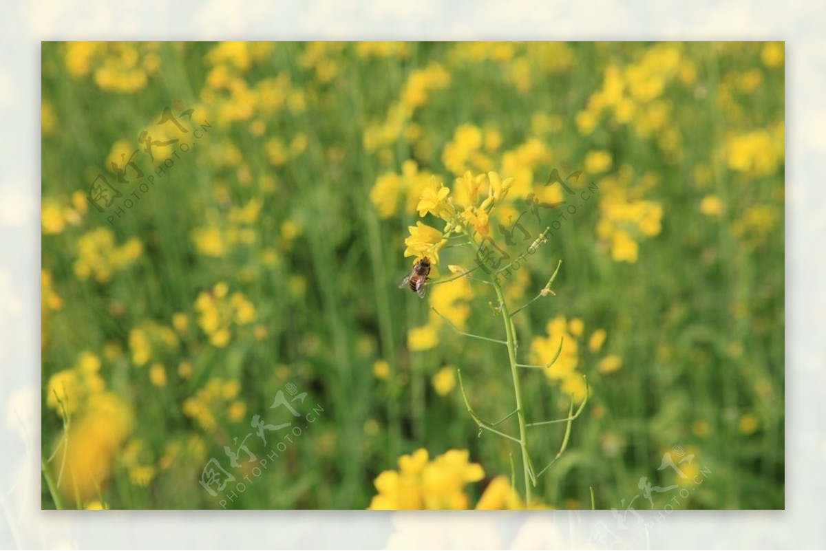 油菜花丛的蜜蜂图片
