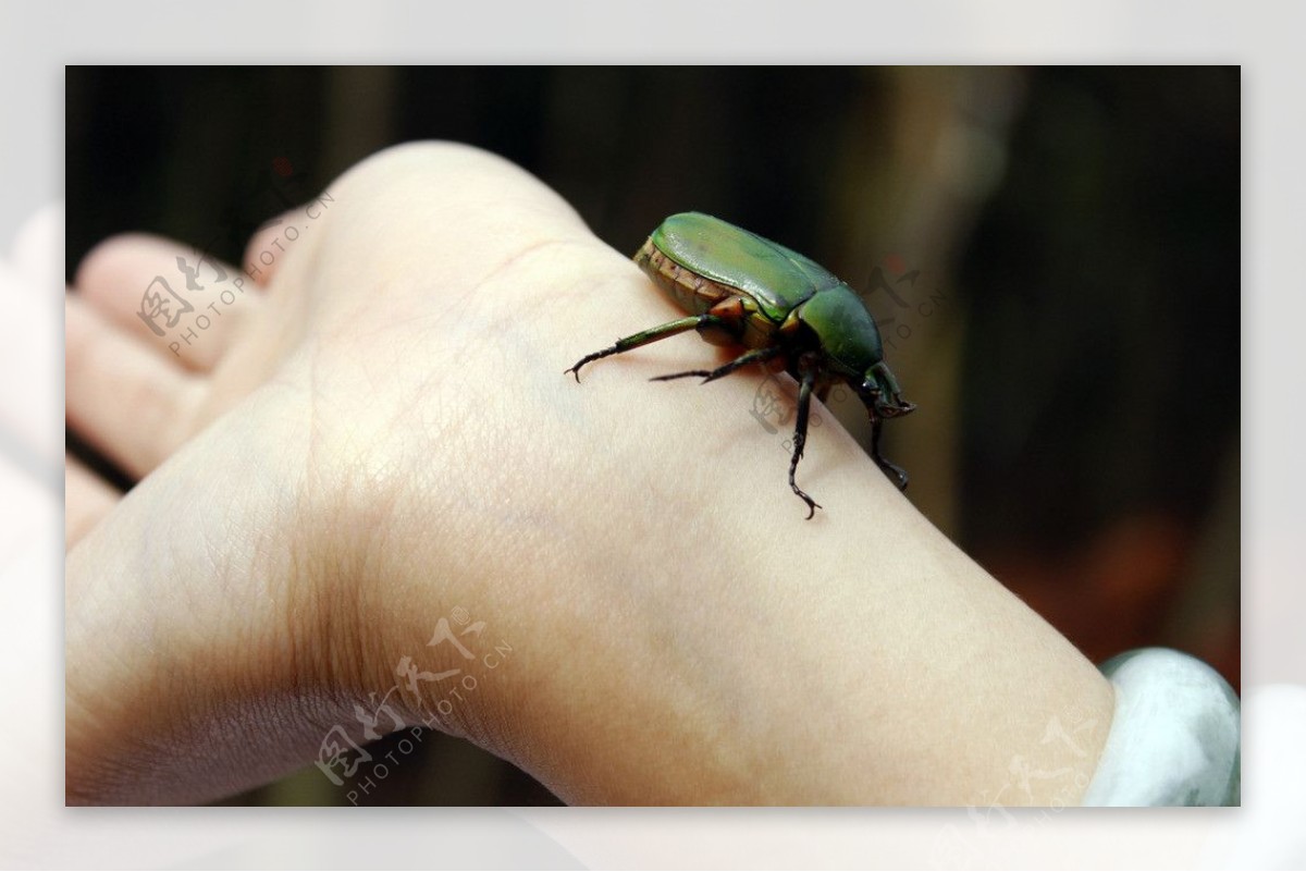 手臂上的甲虫图片
