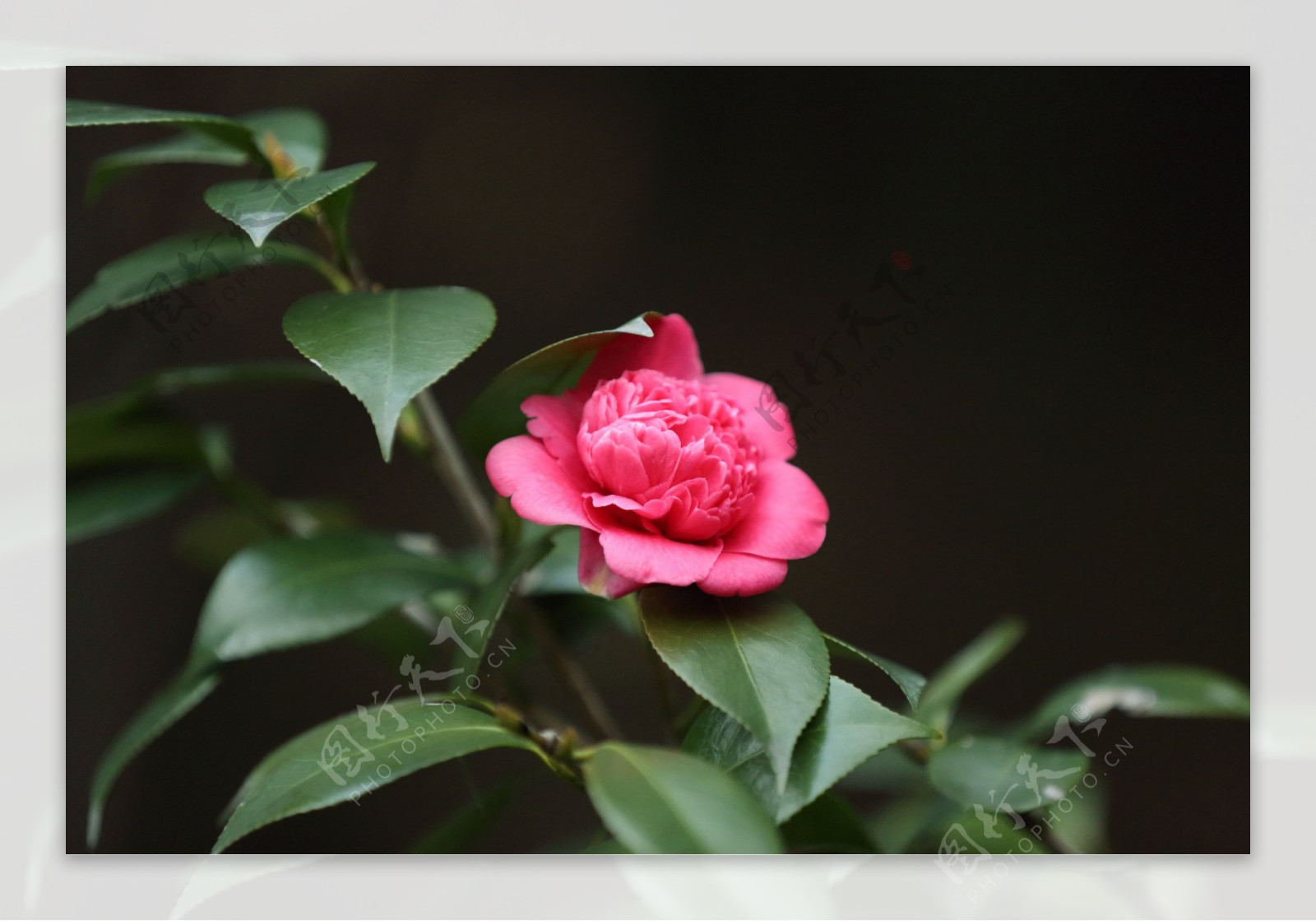 茶花图片