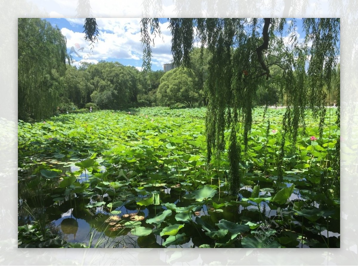 荷花池图片