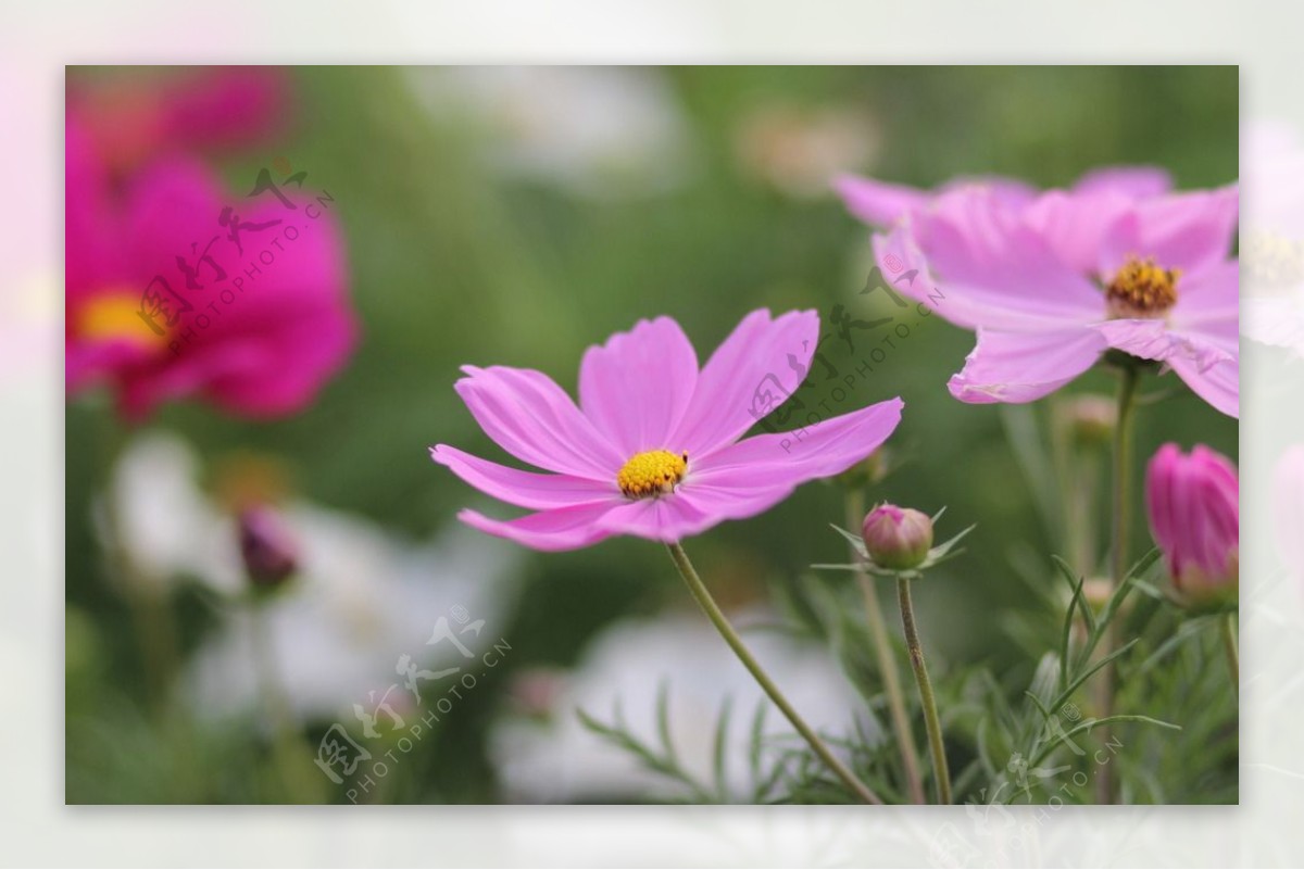 粉红小野菊花图片