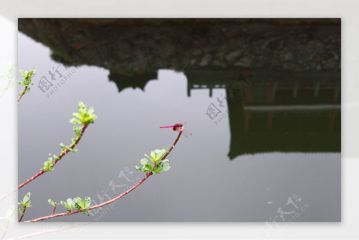 蜻蜓憩歇图片