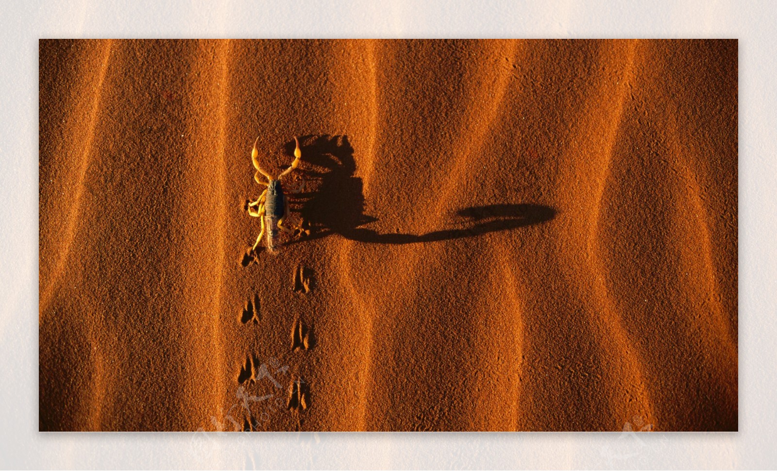 沙漠蝎子图片