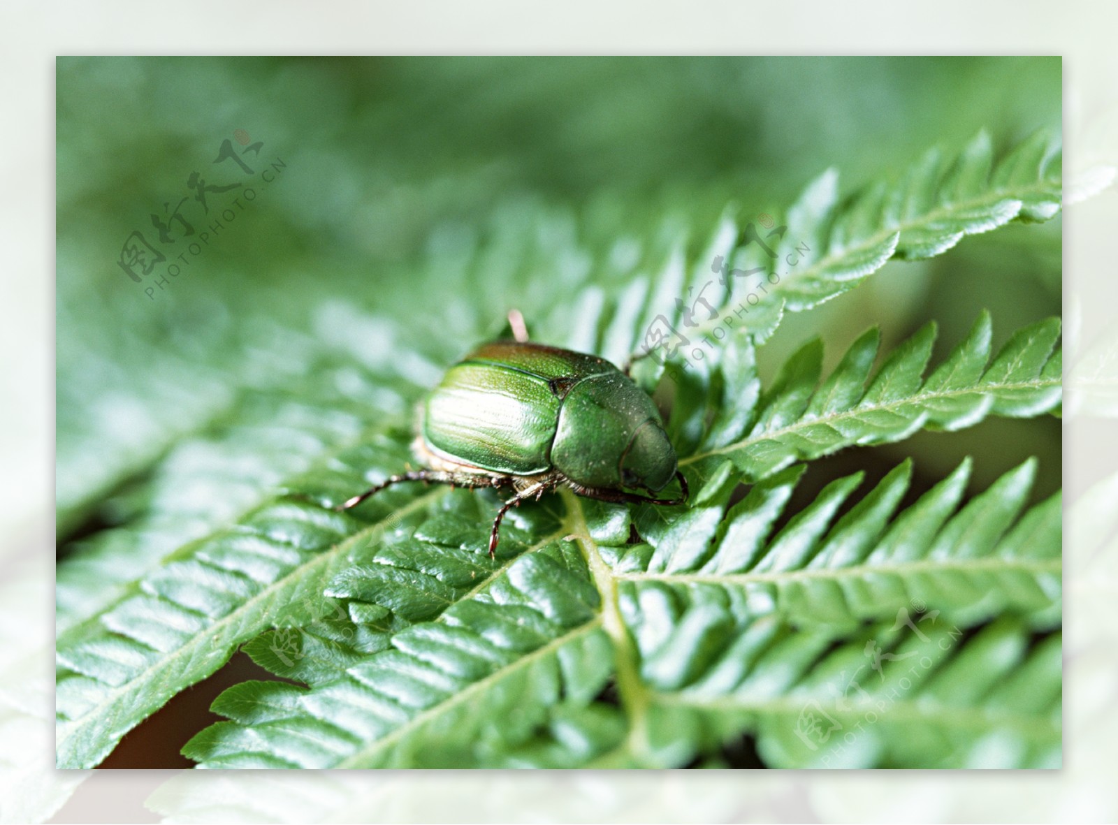 绿甲虫图片