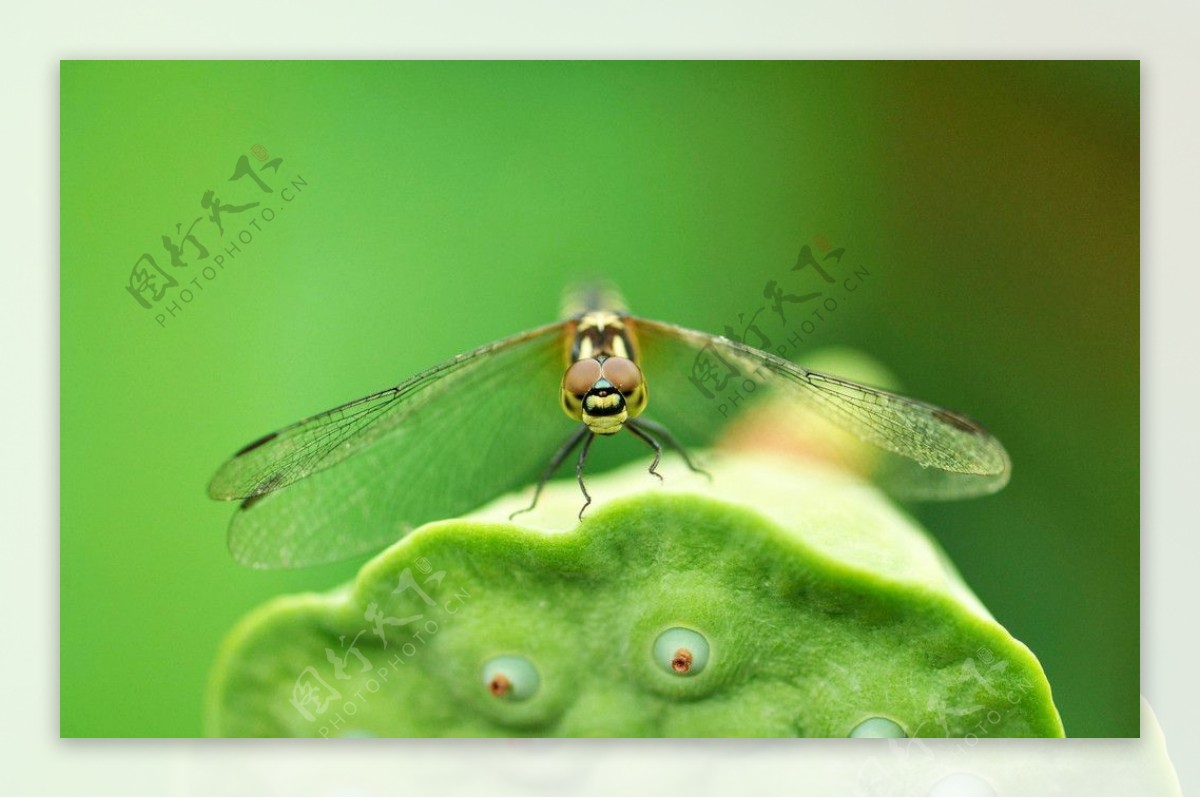 蜻蜓莲藕图片