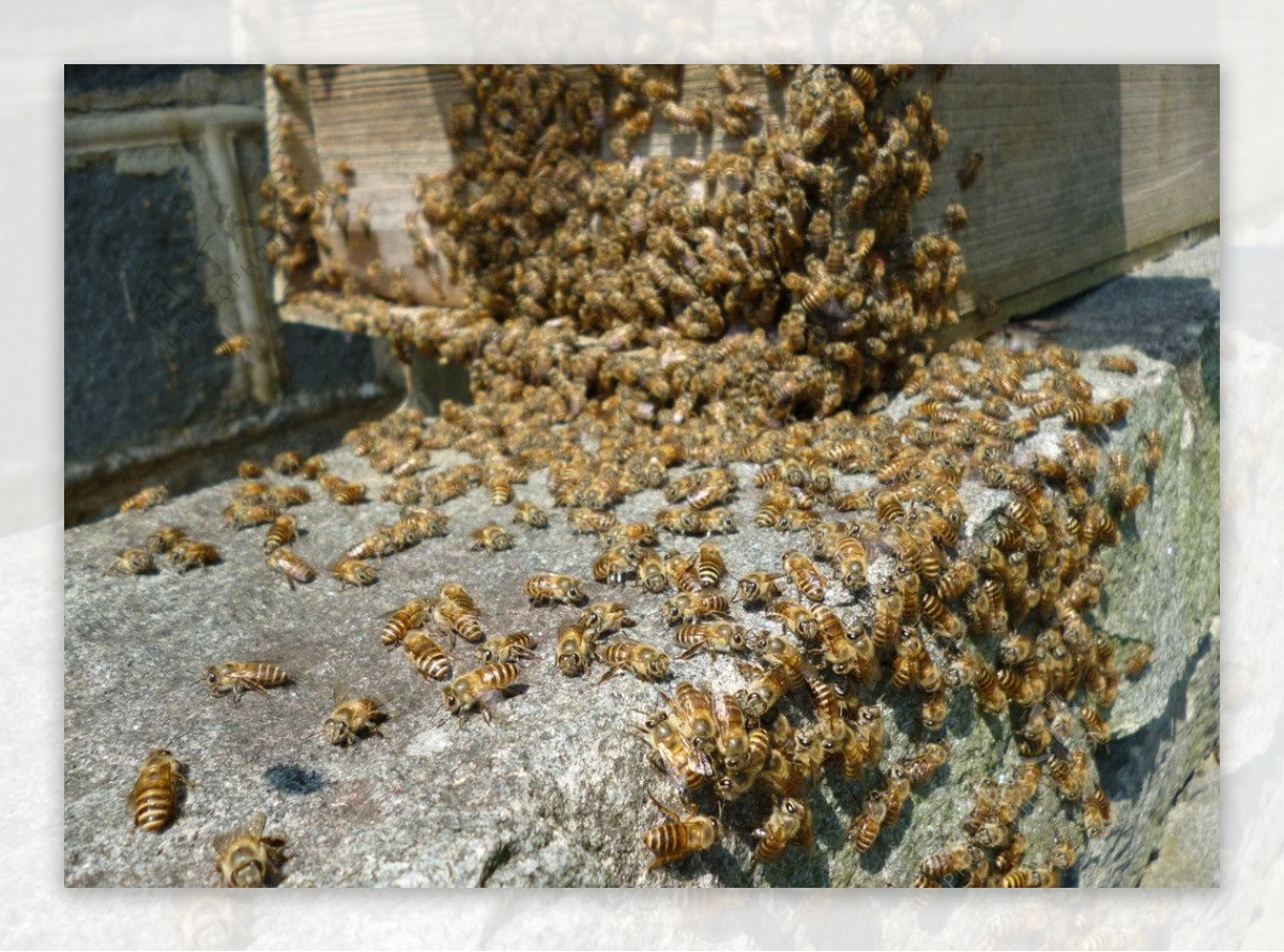 蜜蜂群图片